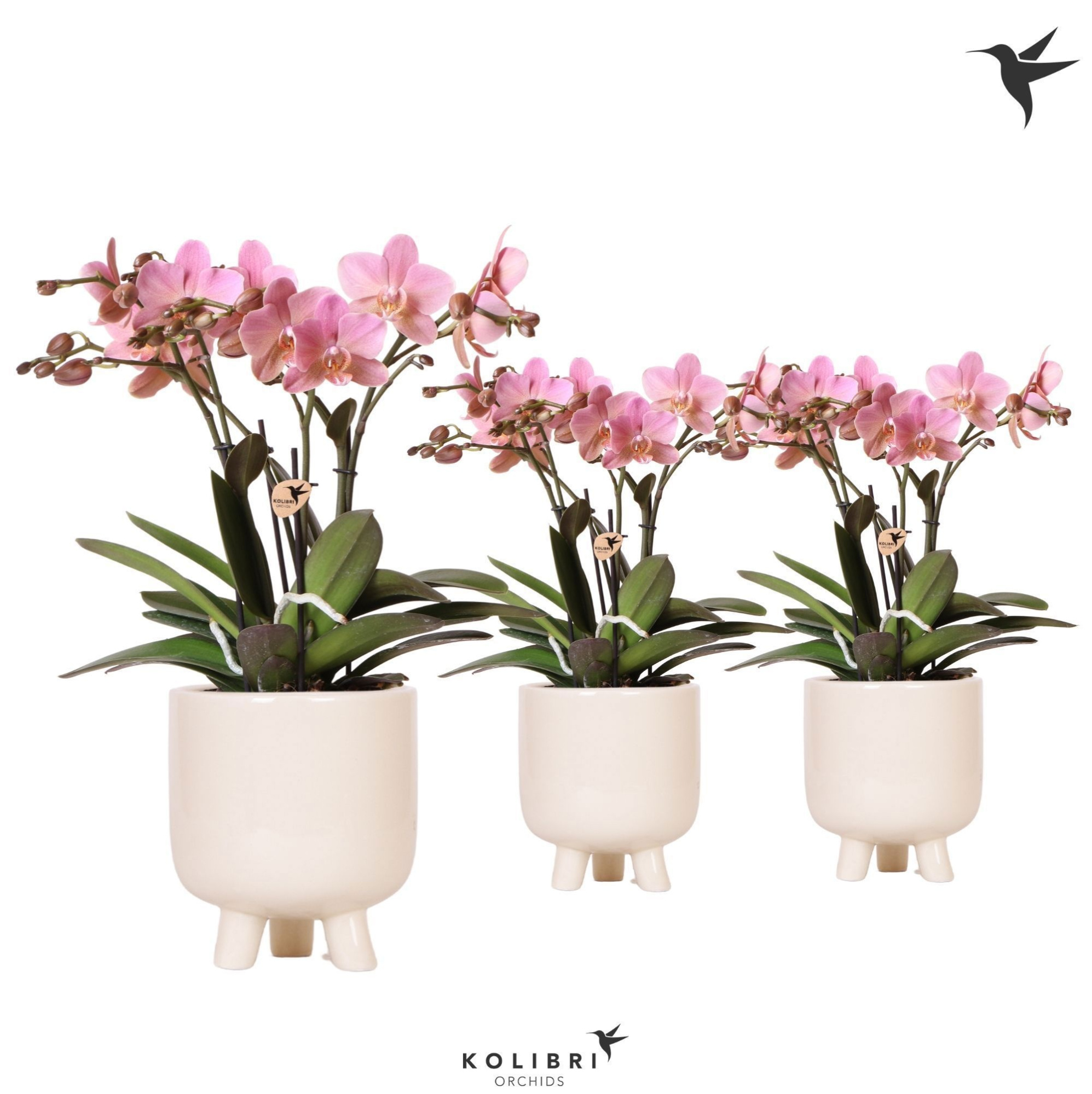 Kolibri Orchids Phalaenopsis Treviso in Gummy travertine pot, D 12 cm