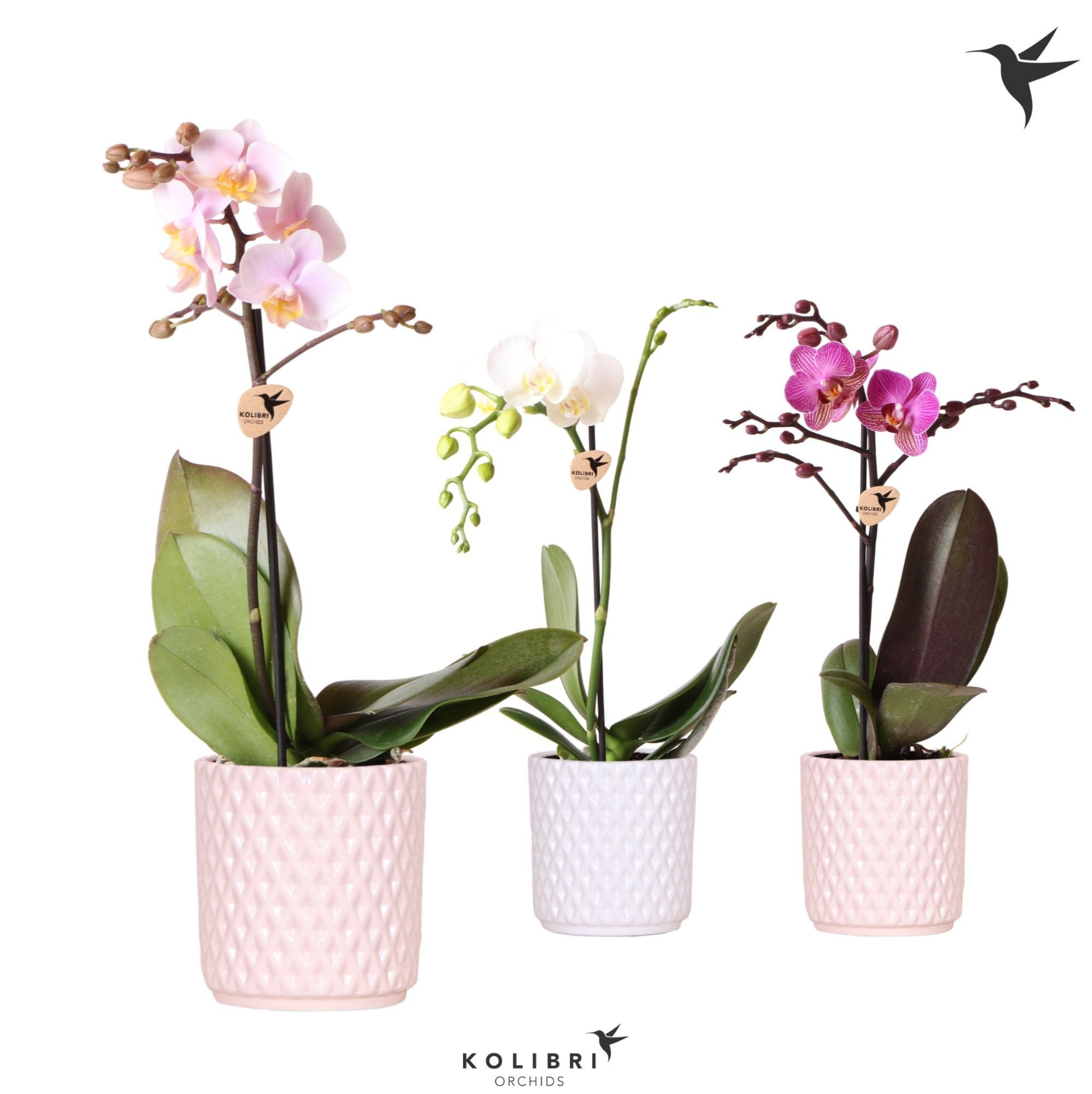 Kolibri Orchids Phalaenopsis Mix 1 spike in Diamond pot, D 9