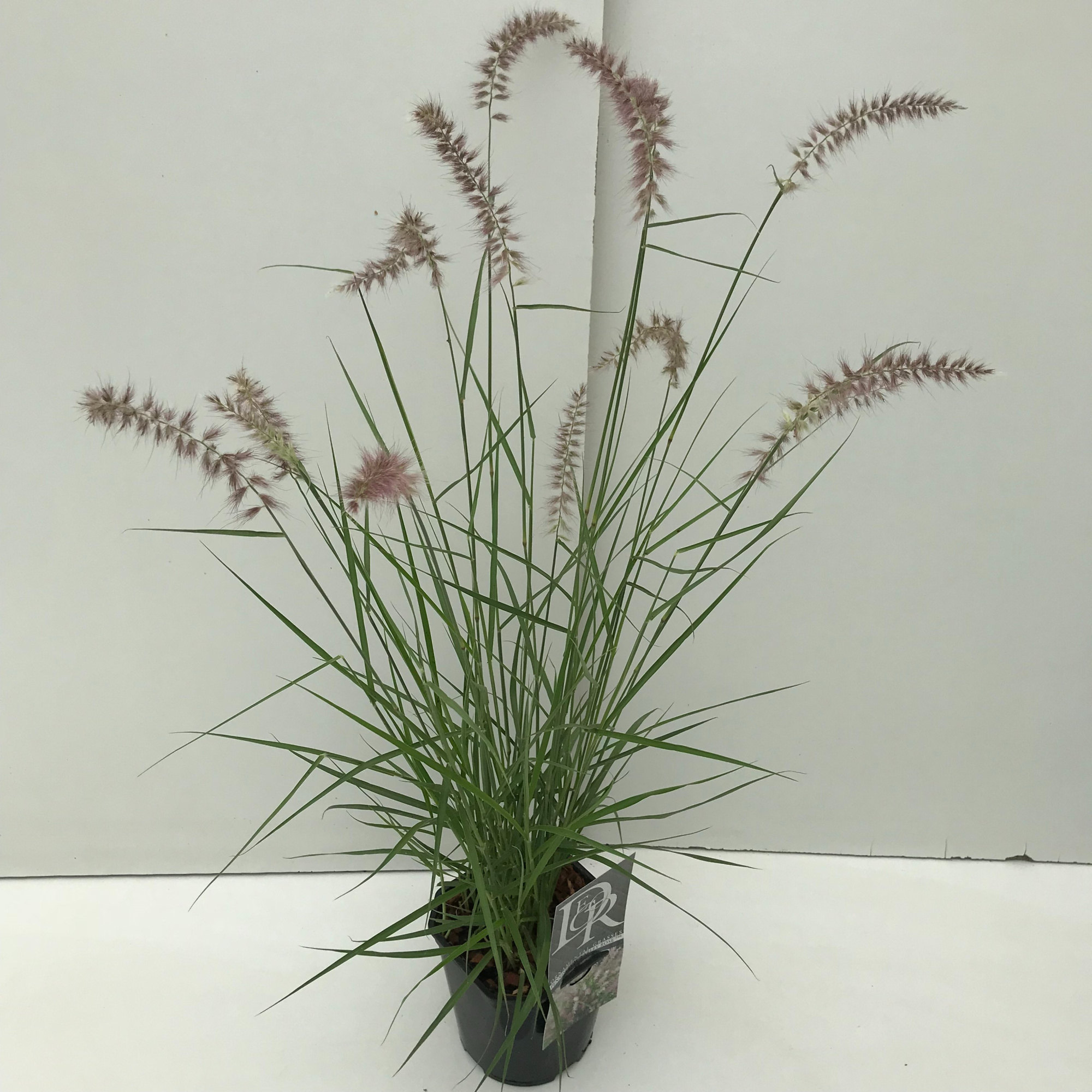 Pennisetum 'Karley Rose', D 17 cm