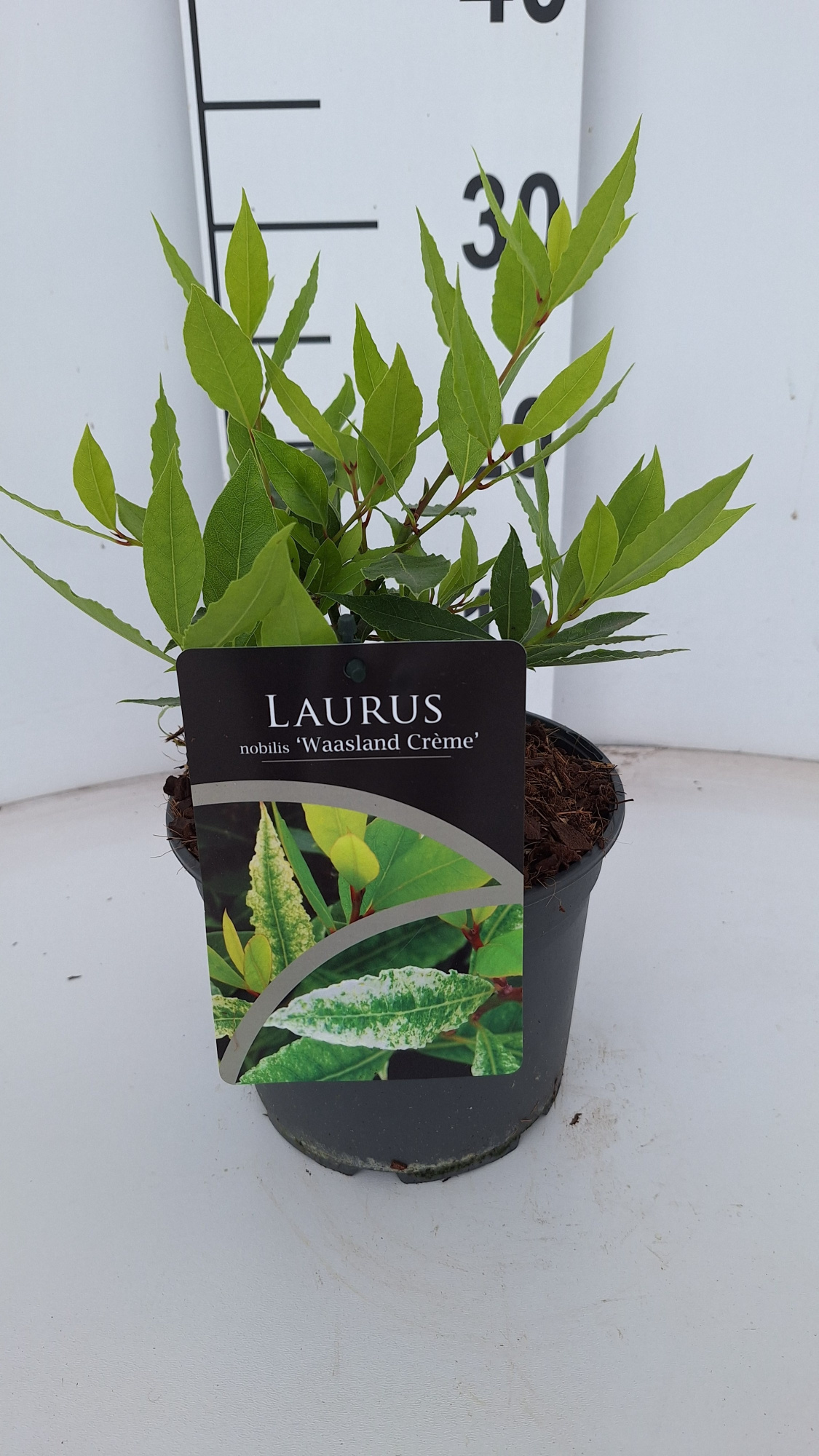 Laurus nobilis 'Waasland Crème', D 17 cm