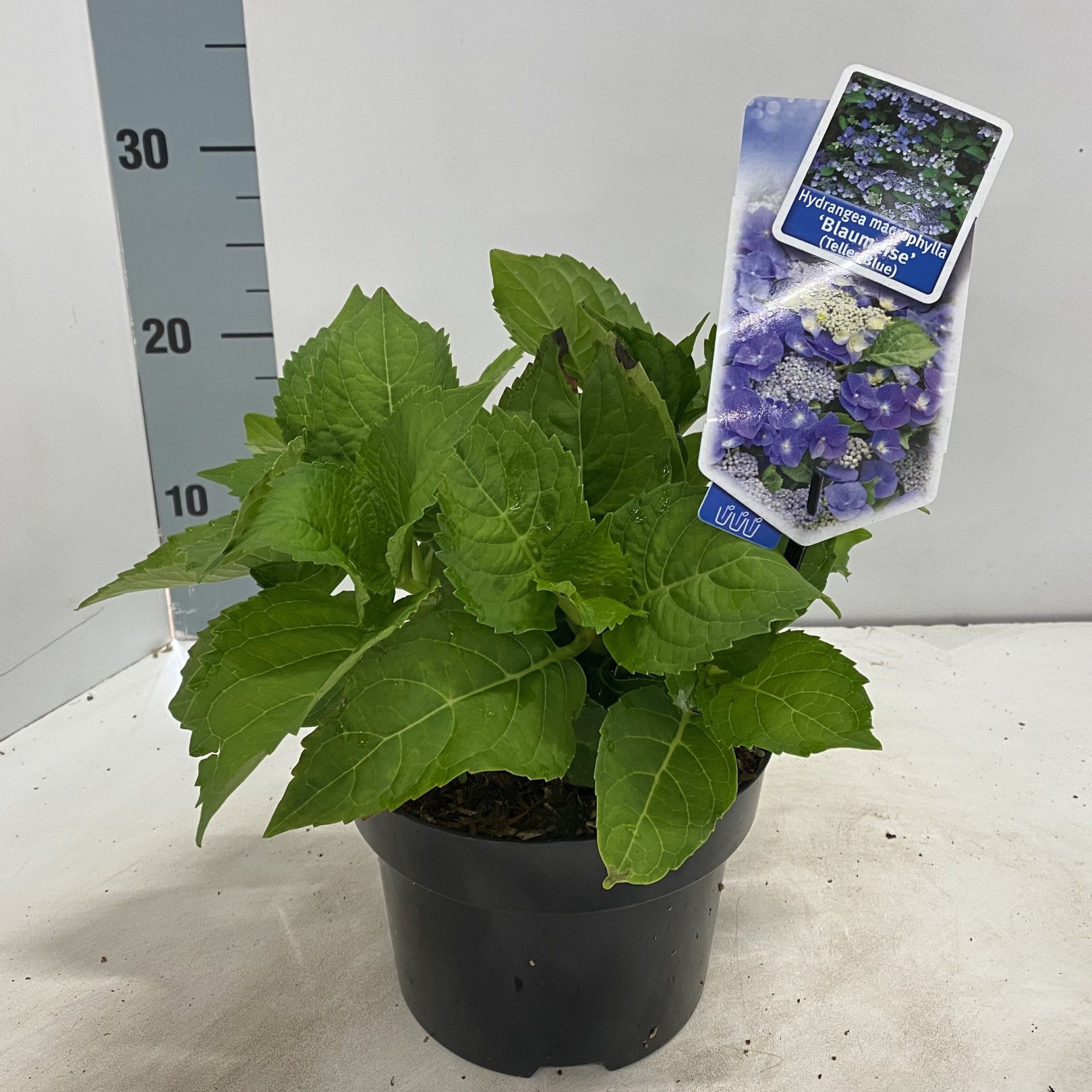 Hydrangea macr. 'Blaumeise' (Teller Blue), D 17 cm