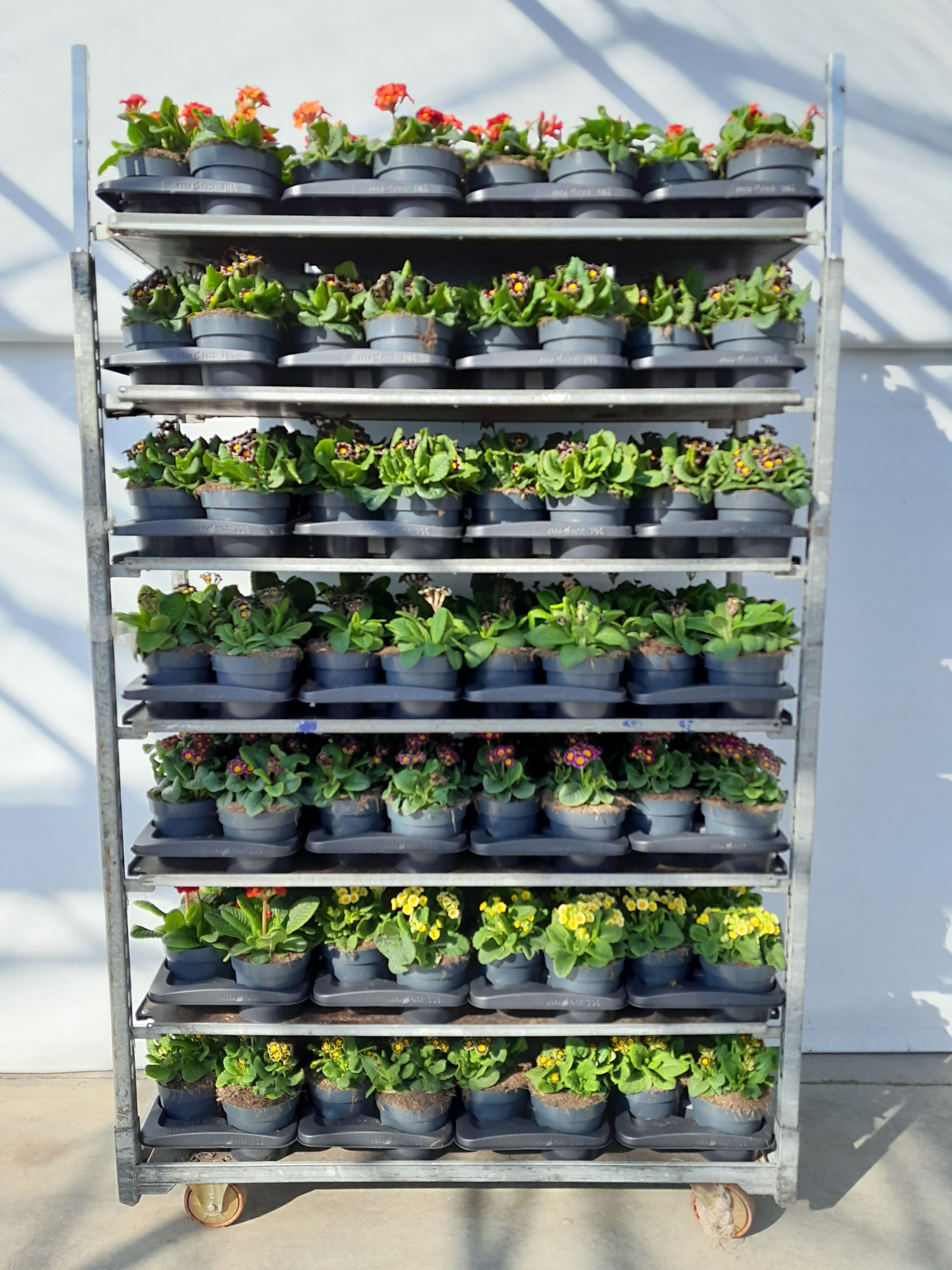 mixcc pot 17 primula, D 17