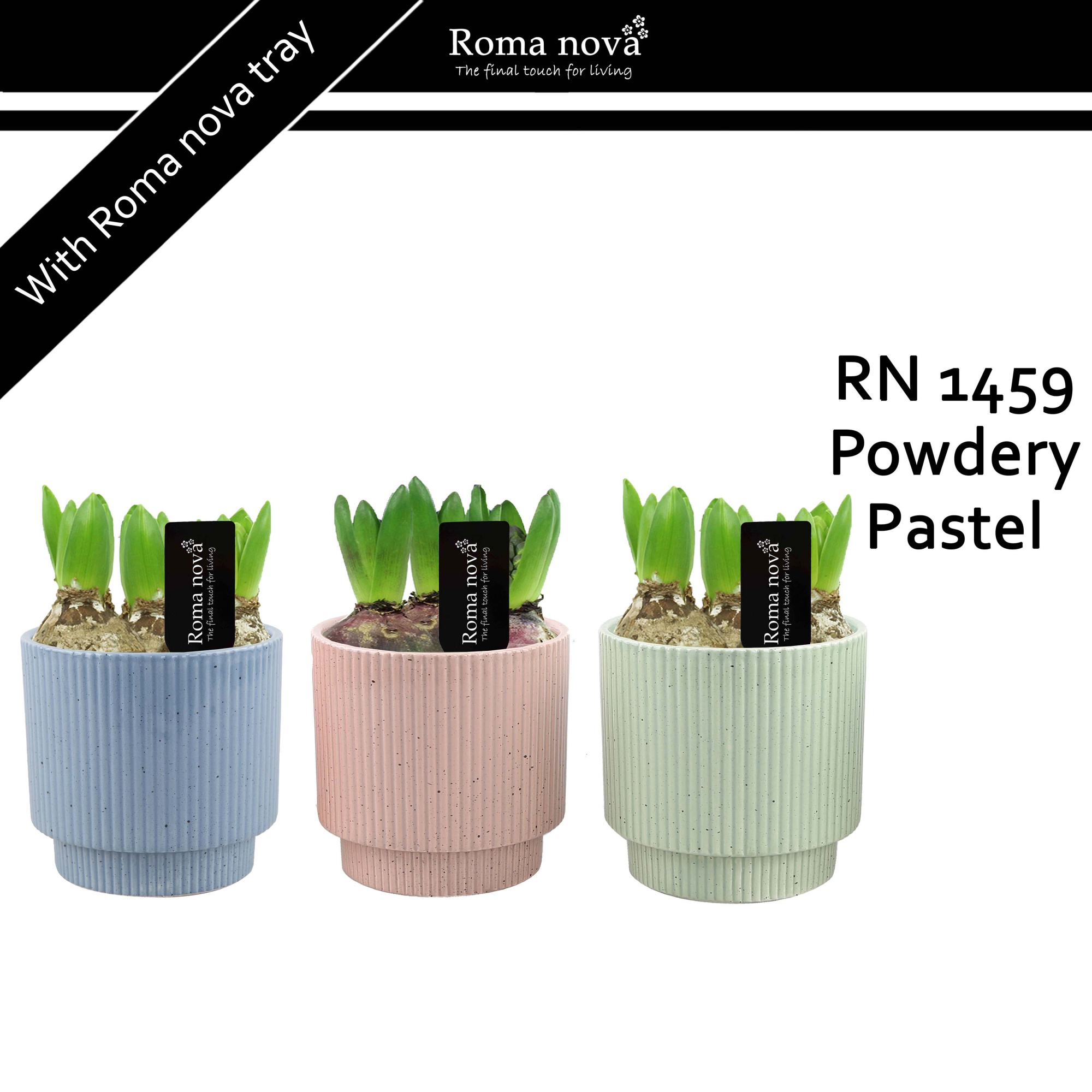 1459 - Powdery Pastel (Hyacint), D 12