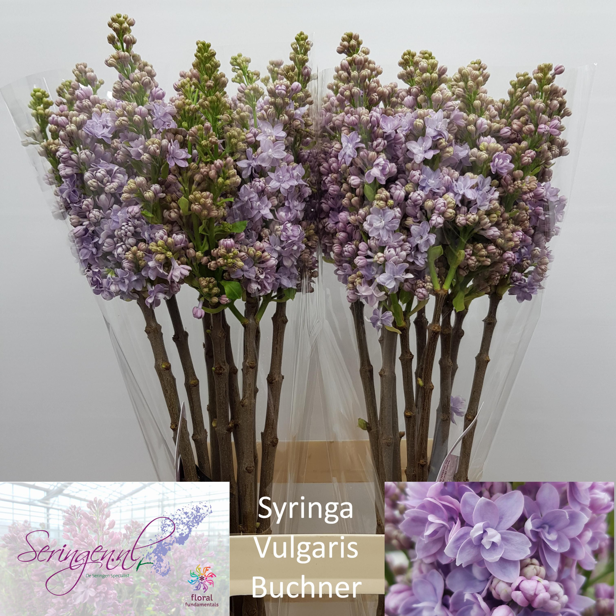 Сирень Мишел Бухнер 70 (лаванд.), шт.