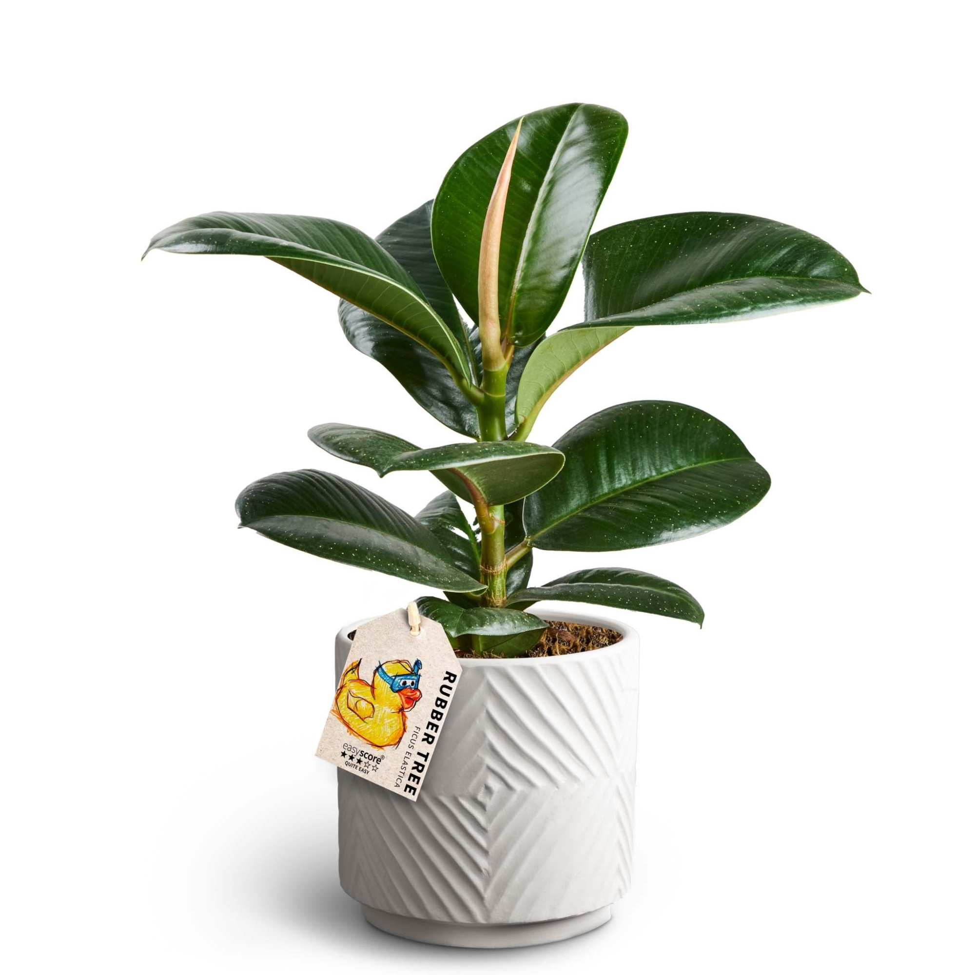 Dune Sand, Ficus elastica ´Sofia', D 12 cm
