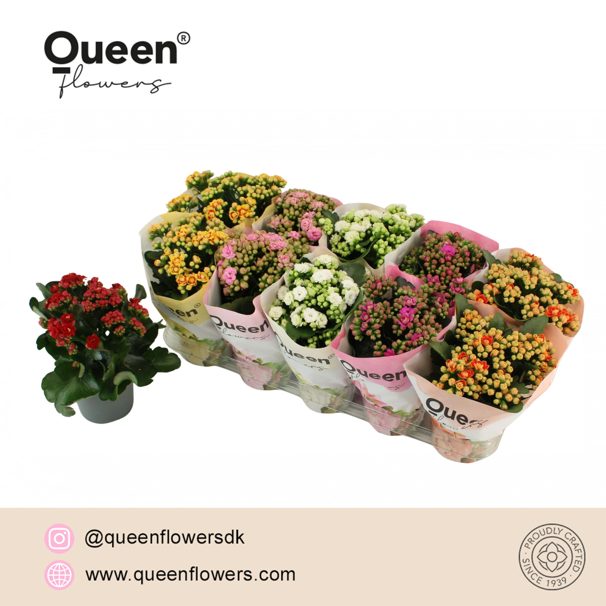 Kalanchoe Mix P12 Queen, D 12