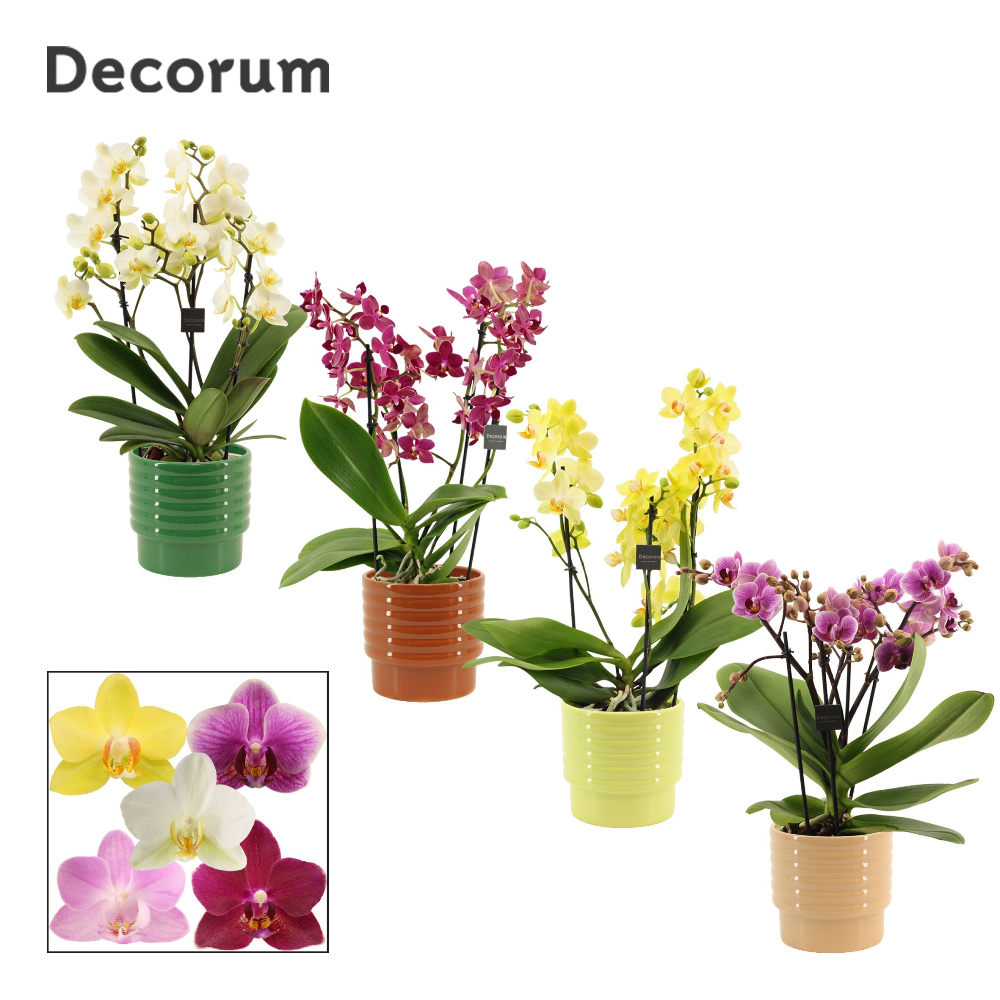Phalaenopsis dazzling melange 3-4 tak in Naemi (Natural bubble-c, D 12