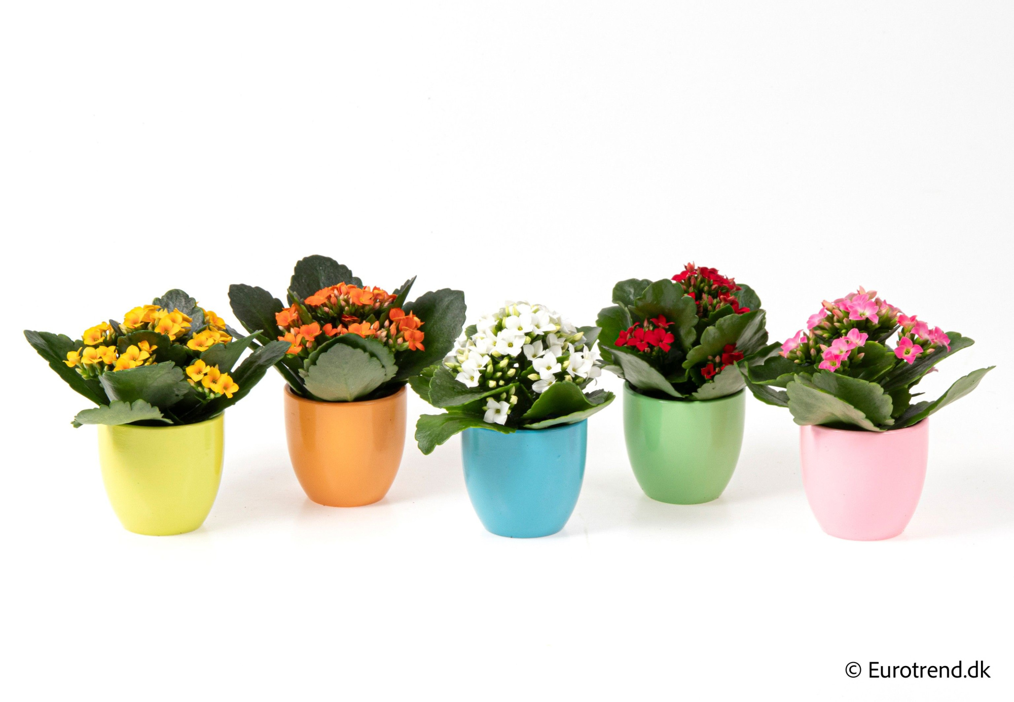 Kalanchoe in ceramic - Spring, Summer & Autumn 2025, D 6 cm