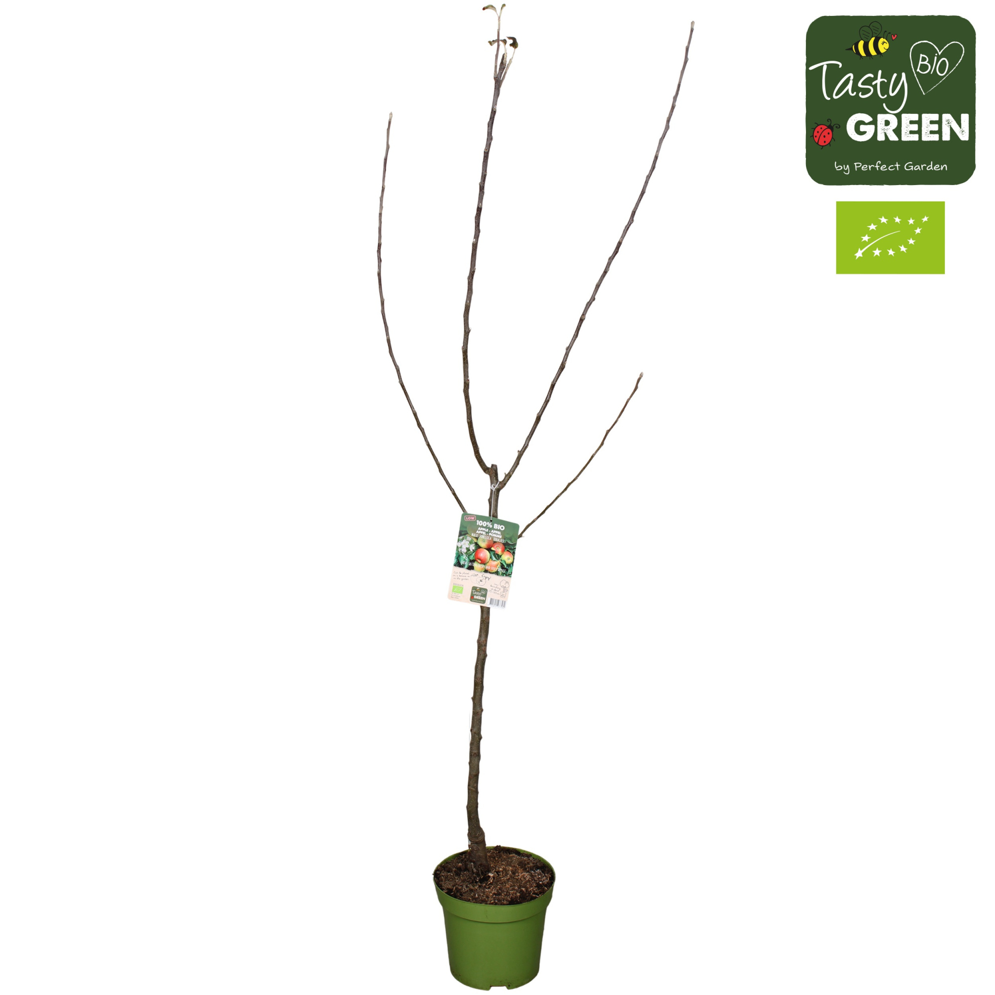 Malus domestica Jonagold Bio P27 laagstam, D 27