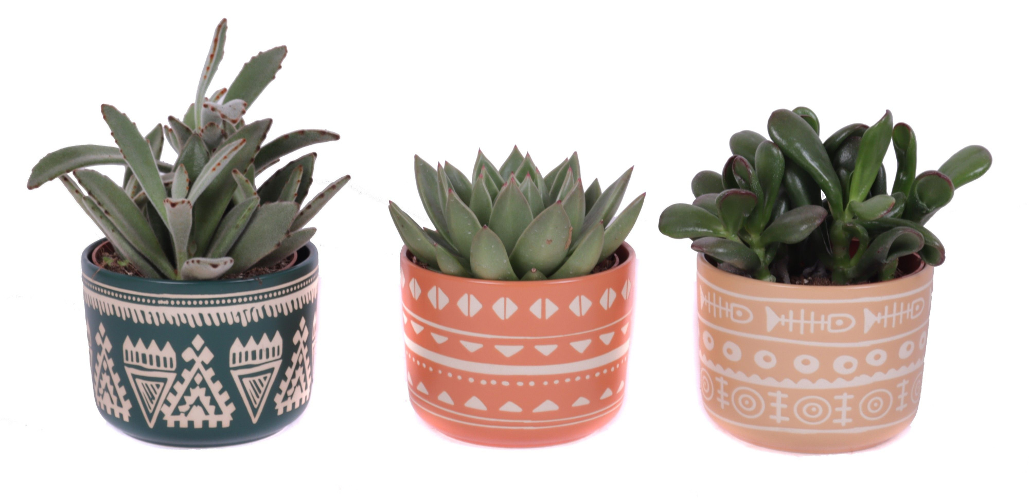 Succulenten mix 10,5 cm in vanuatu pot, D 12