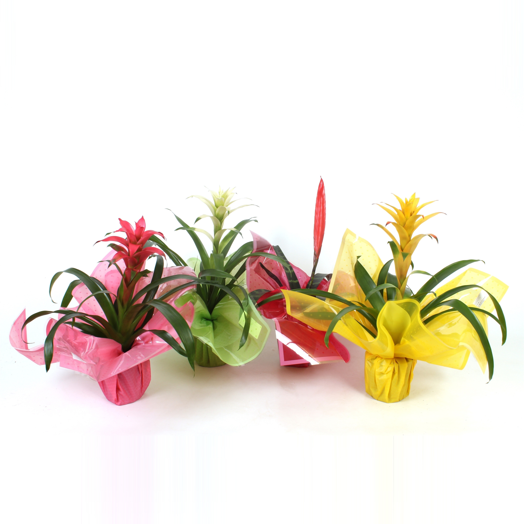 Bromelia Original mix in Rondella sierflap, D 12 cm