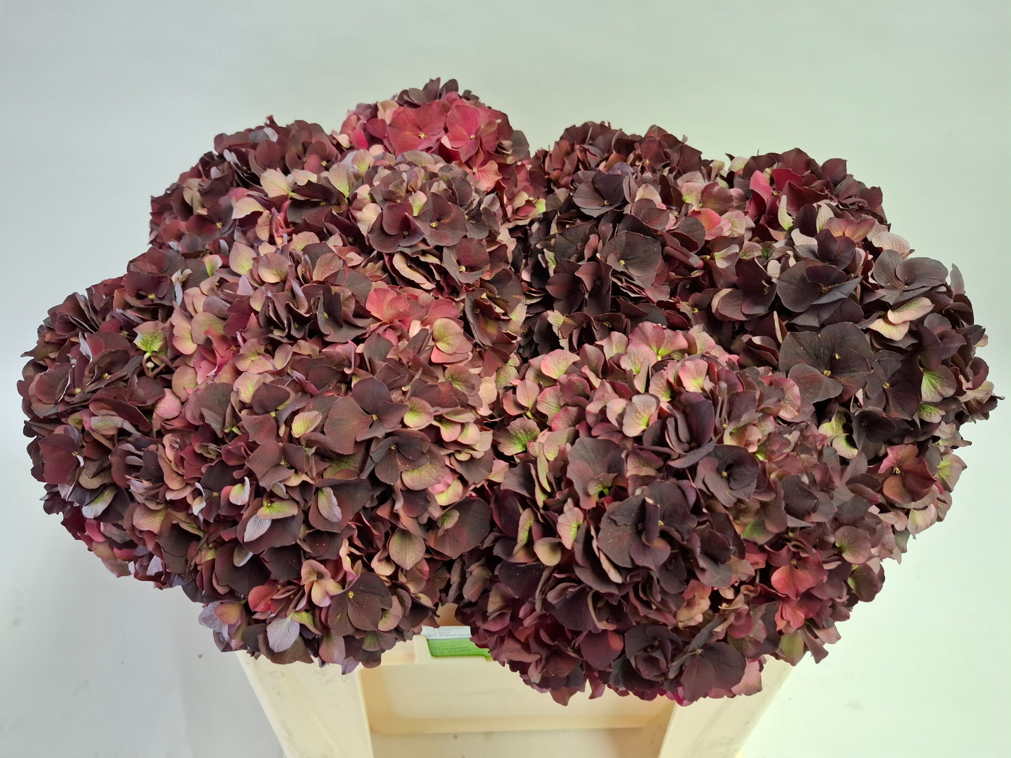 Гортензия Мэджикал Дарк Руби Классик 50, шт.