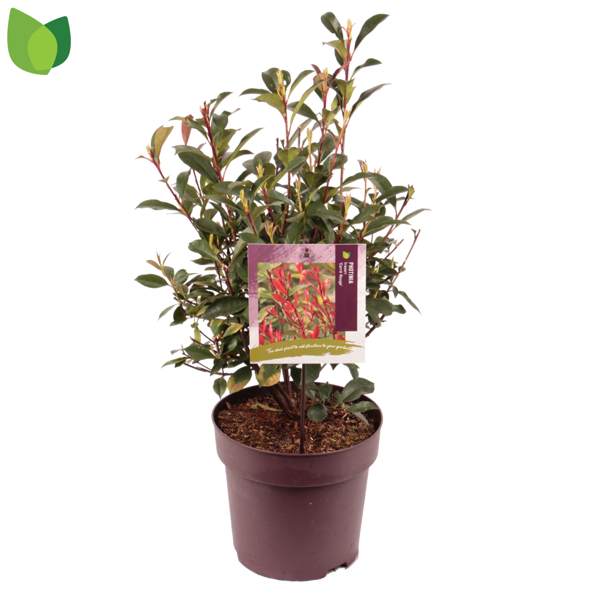 Photinia fraseri 'Carré Rouge' C10/P29, D 29