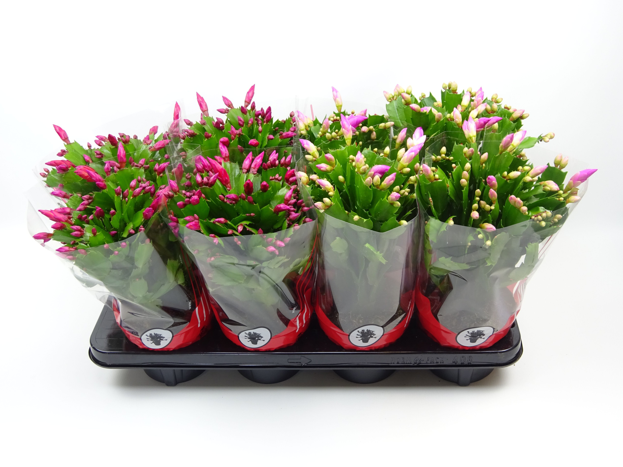 Schlumbergera 13 cm mix 2 kleur rode hoes, D 13 cm
