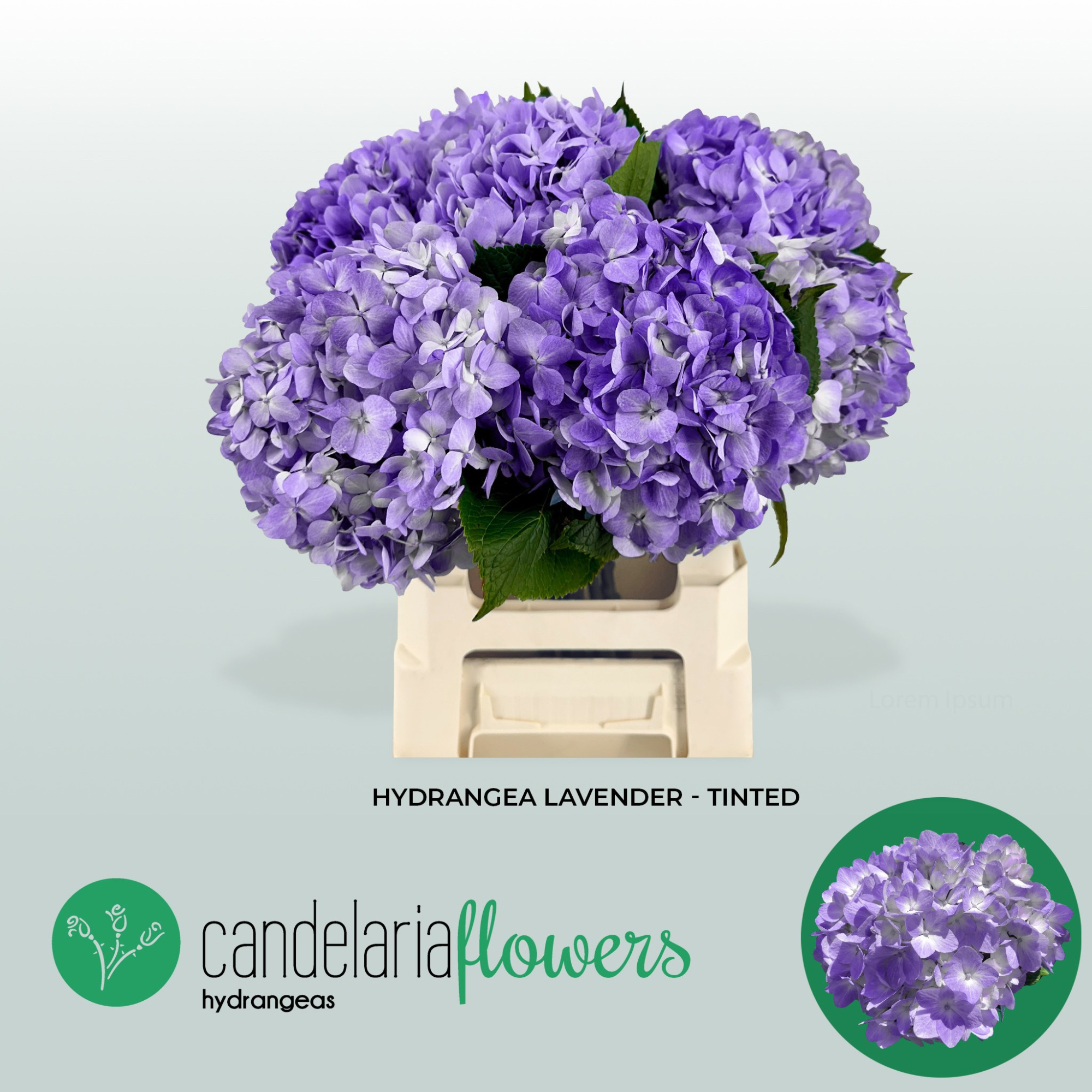 Гортензия Овериг Крашеная (краш. ) 60, шт.