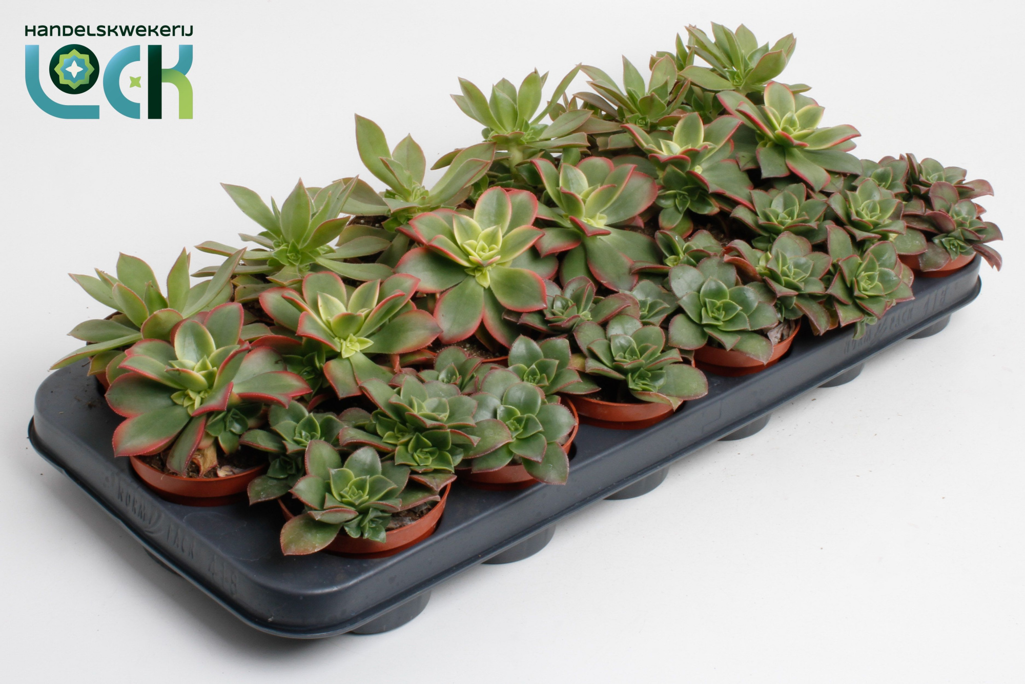 Aeonium Mix, D 8,5 cm