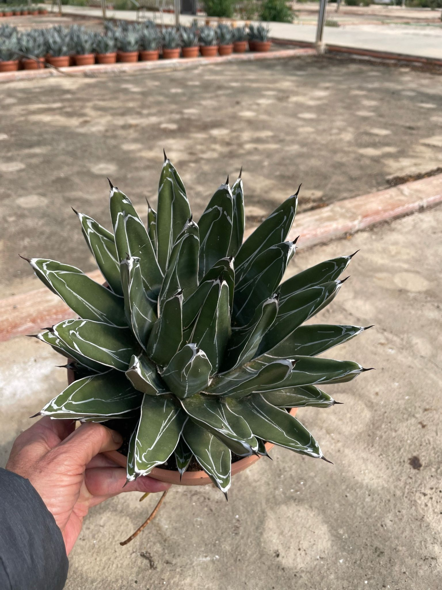 722 ET : Stenen schaal 21 cm AGAVE Victoria Reginae, D 21