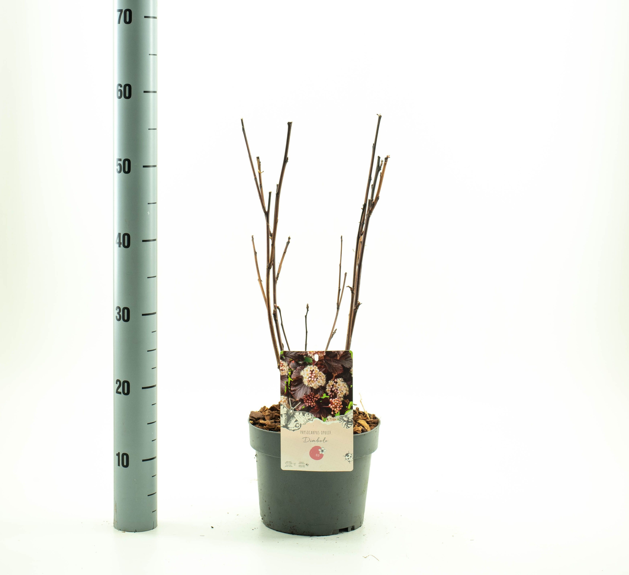 Physocarpus opulif. 'Diabolo', D 19