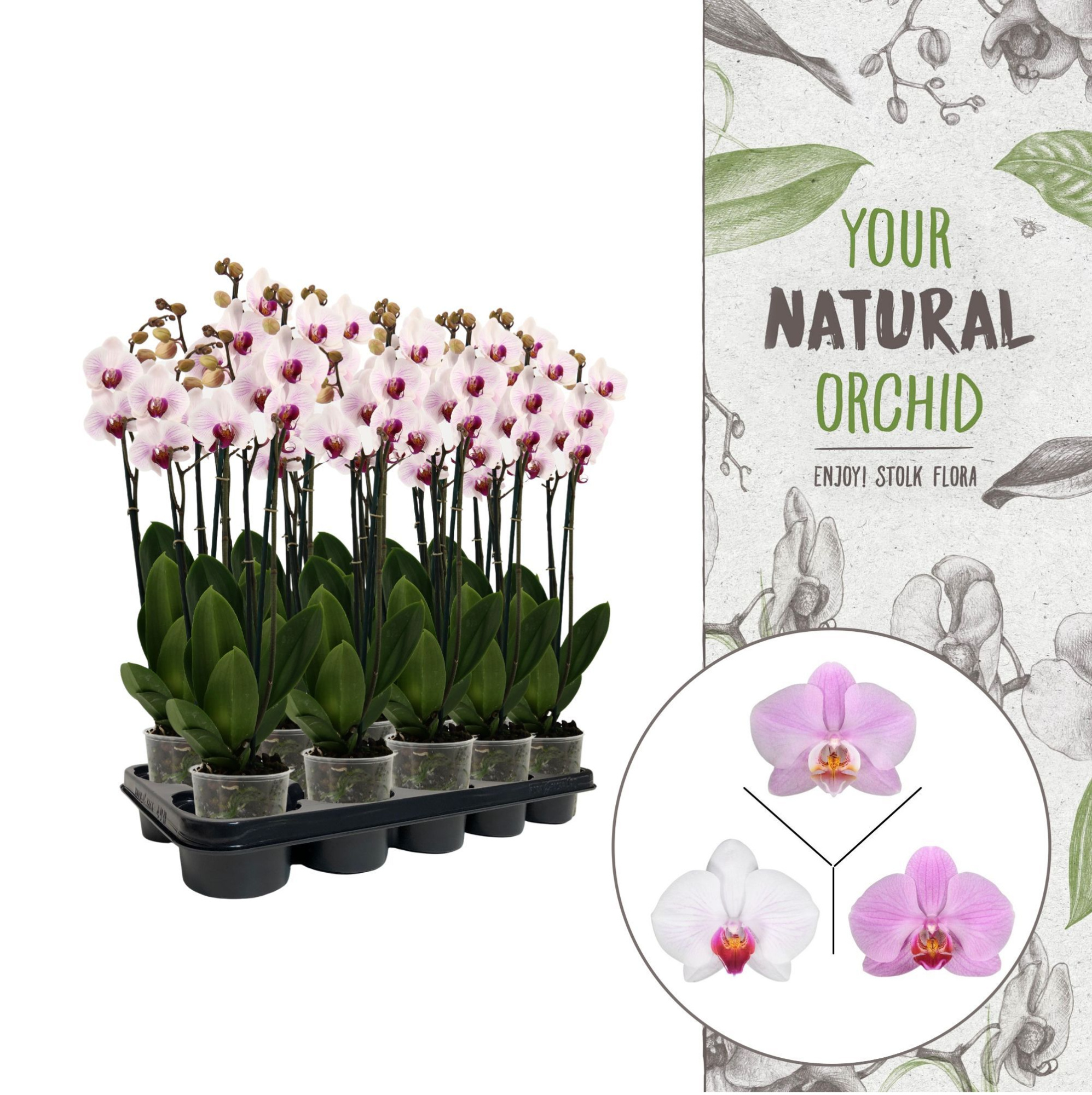 Your Natural Orchid | Pink | Phalaenopsis 3 spike, D 12