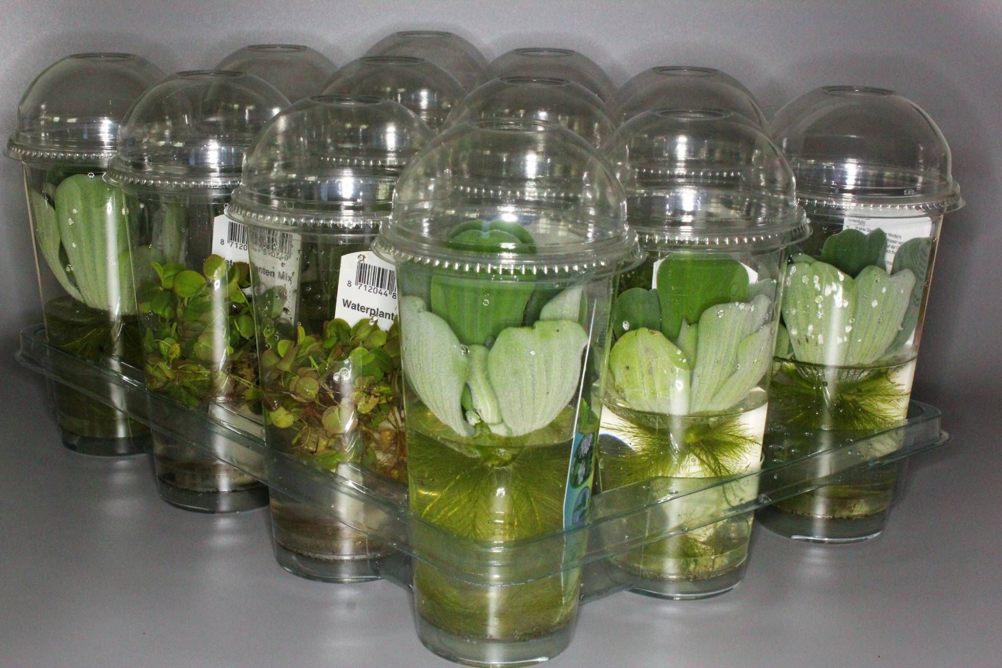 212-drijfplanten mix, D 9 cm