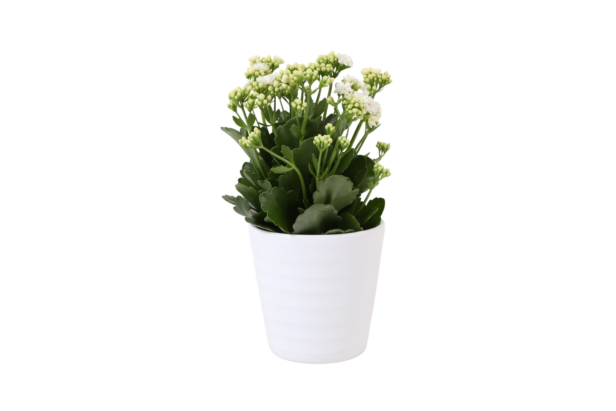 KP-809.1 WT - Kalanchoe Rosalina 12cm wit in wit keramiek, D 12 cm