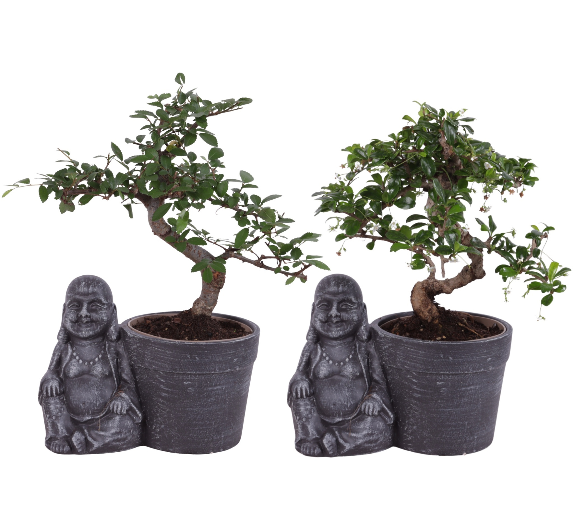 Bonsai Indoor Mix Ø12cm S-Shape in Ceramic Sitting Buddha Ø21cm, D 21