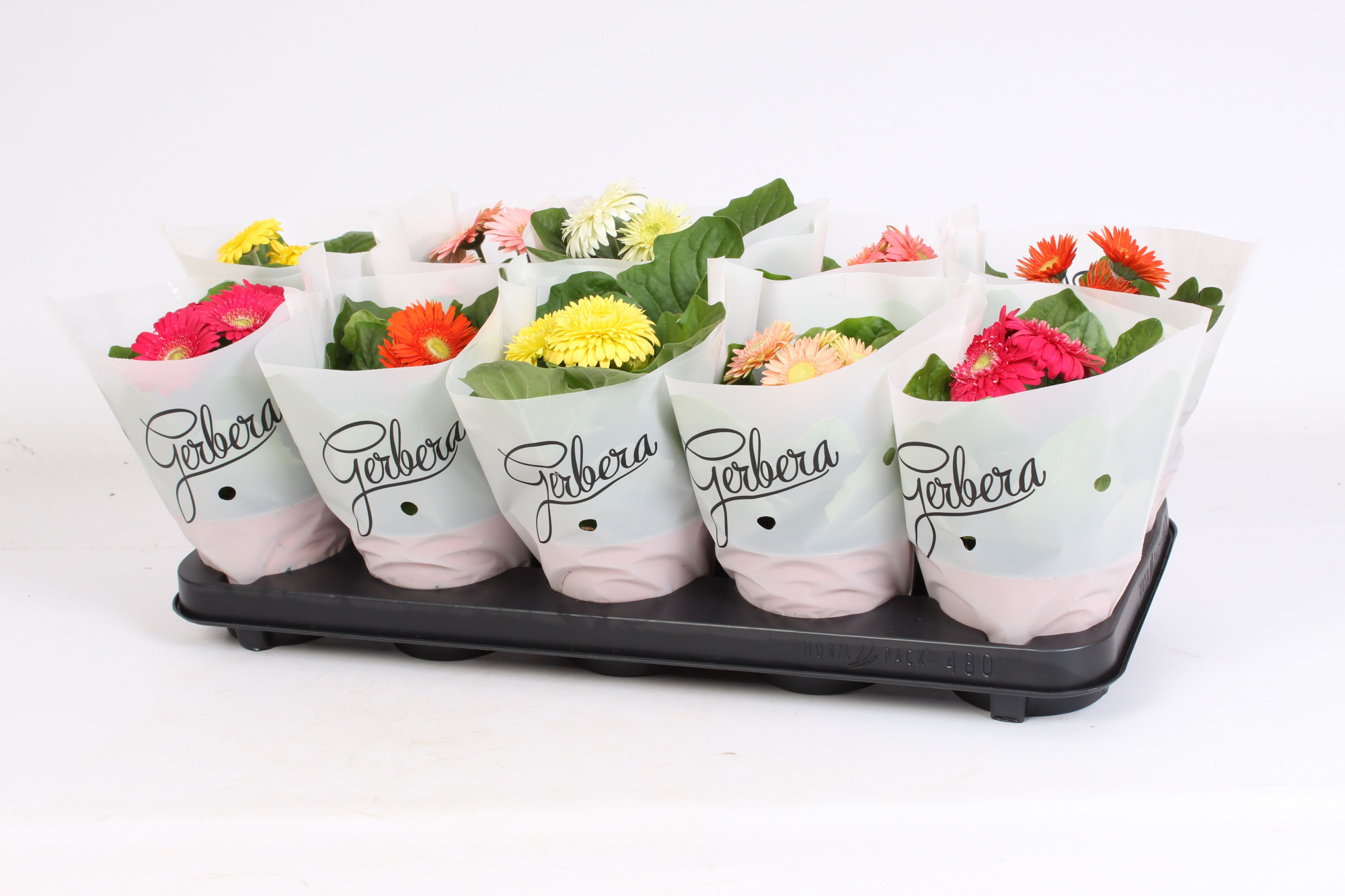 Gerbera 2+ cutie in frosted hoes, D 12