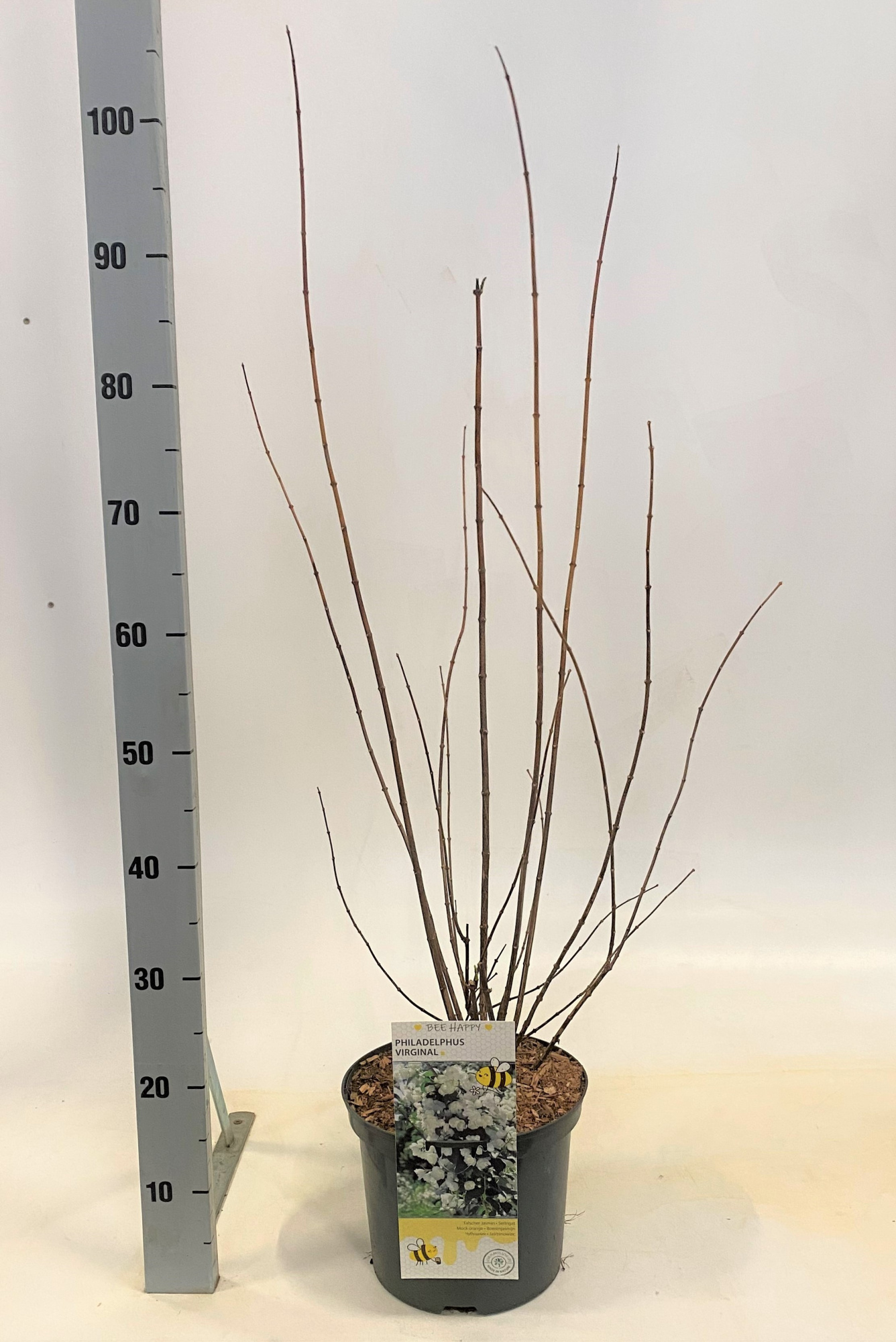 Philadelphus coronarius, D 23 cm