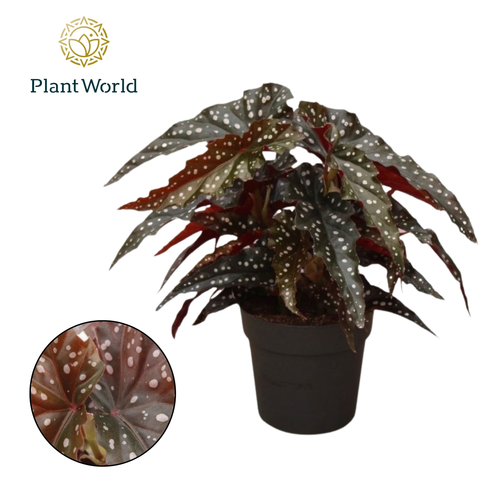 Begonia Black Forrest, D 14 cm
