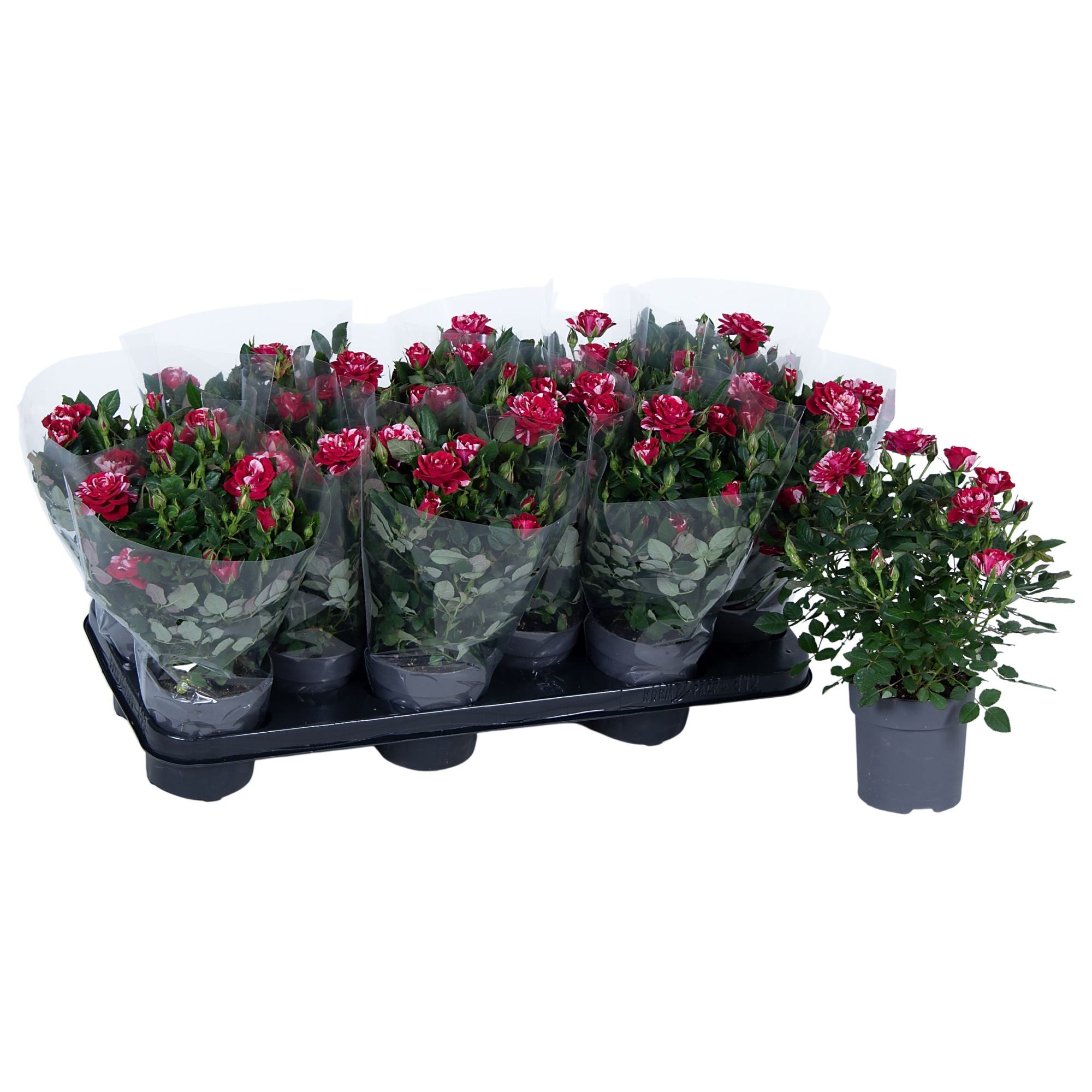 Nolina Special Roses Ø 10.5 cm Gigi Blanco sleeve, D 10,5 cm