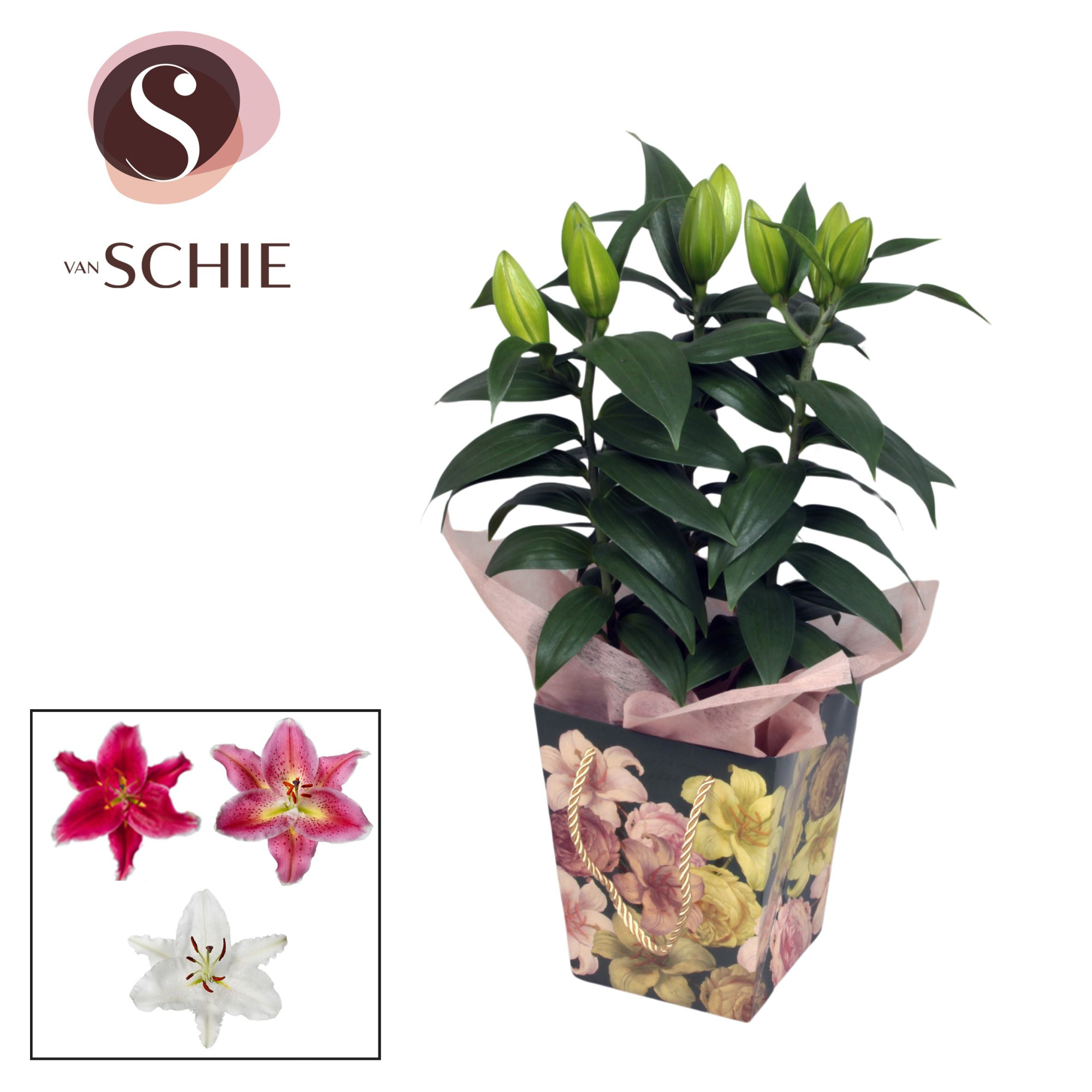 Oriental 13cm Bag BLUSH green, D 13 cm