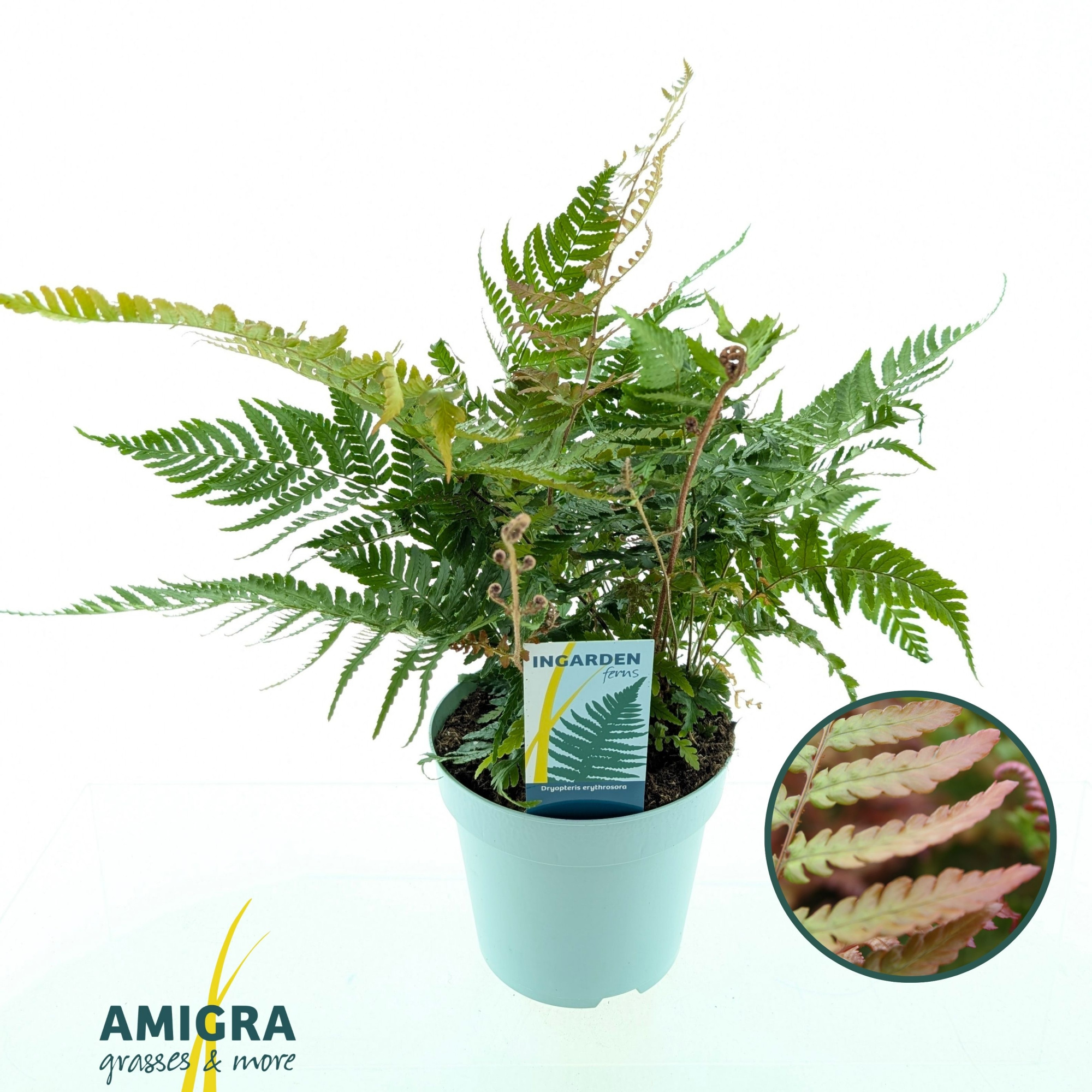 Dryopteris erythrosora, D 17 cm