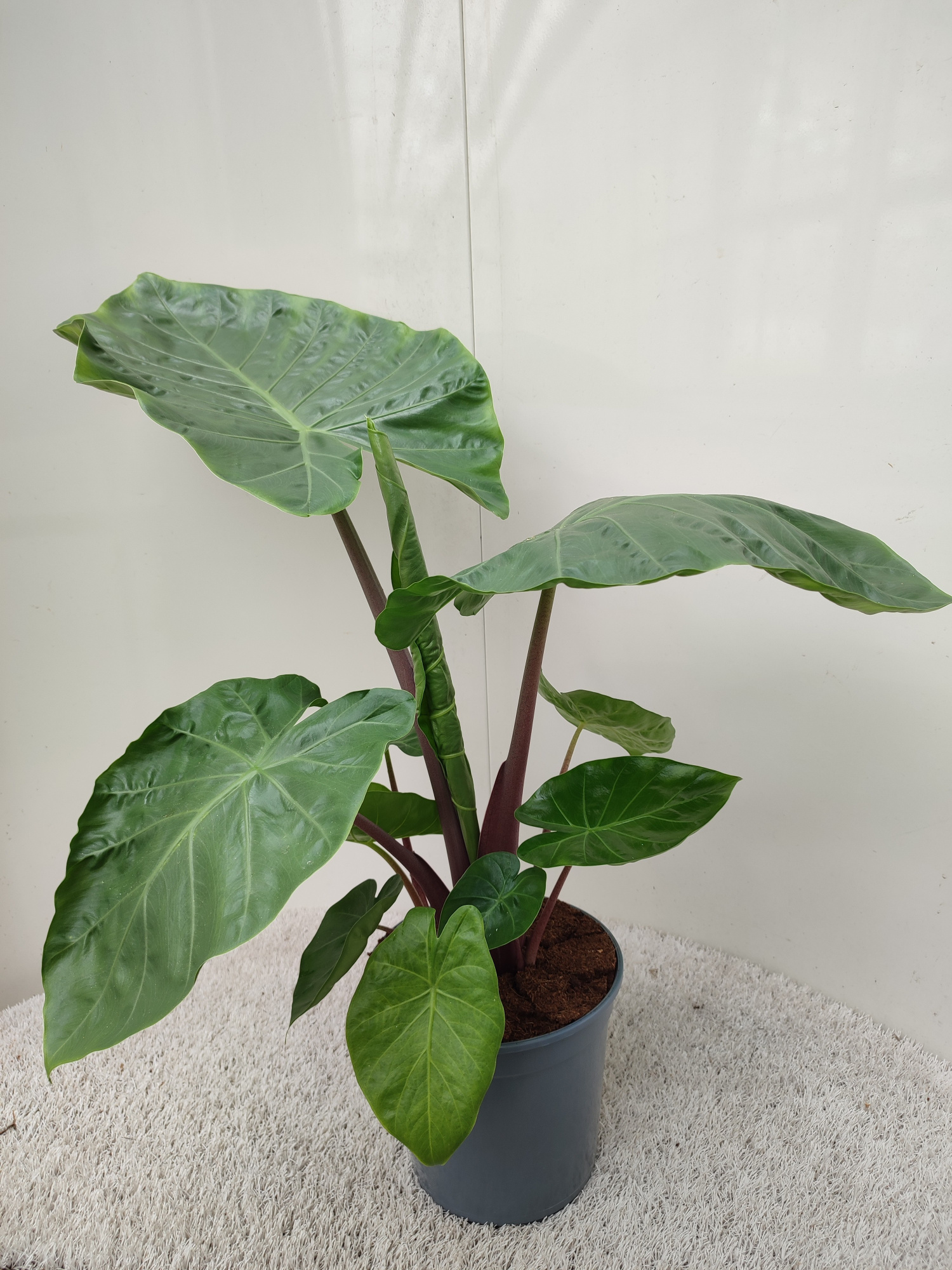 Alocasia Imperial Red, D 21 cm