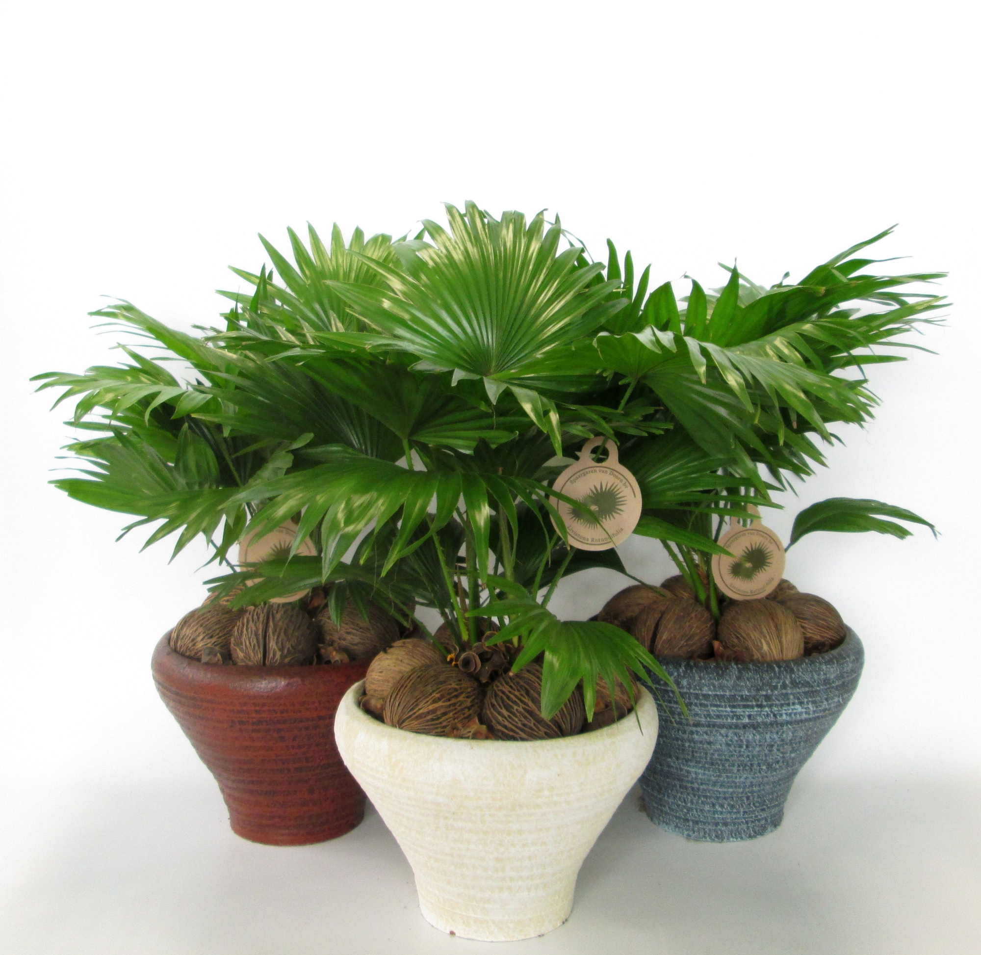 Livistona rotundifolia, D 26 cm