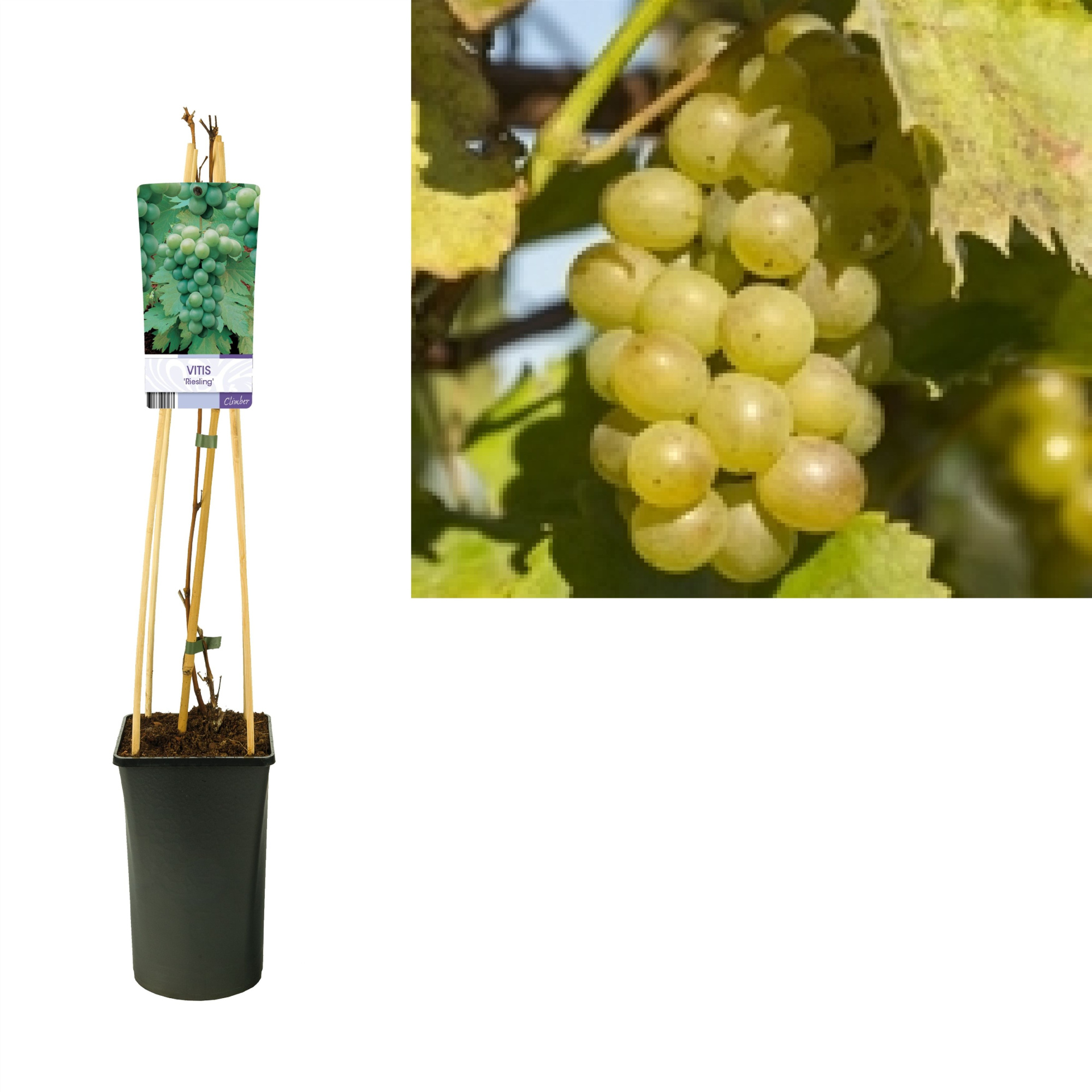 Vitis 'Riesling' +light label, D 17