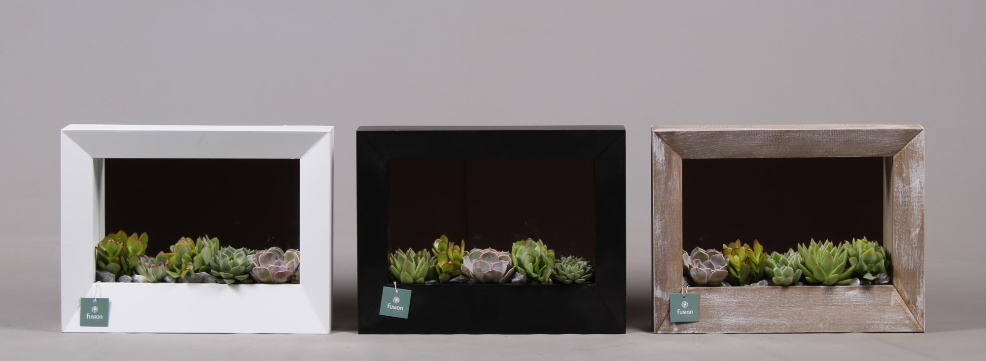 Schilderij hout met Succulenten, D 38 cm