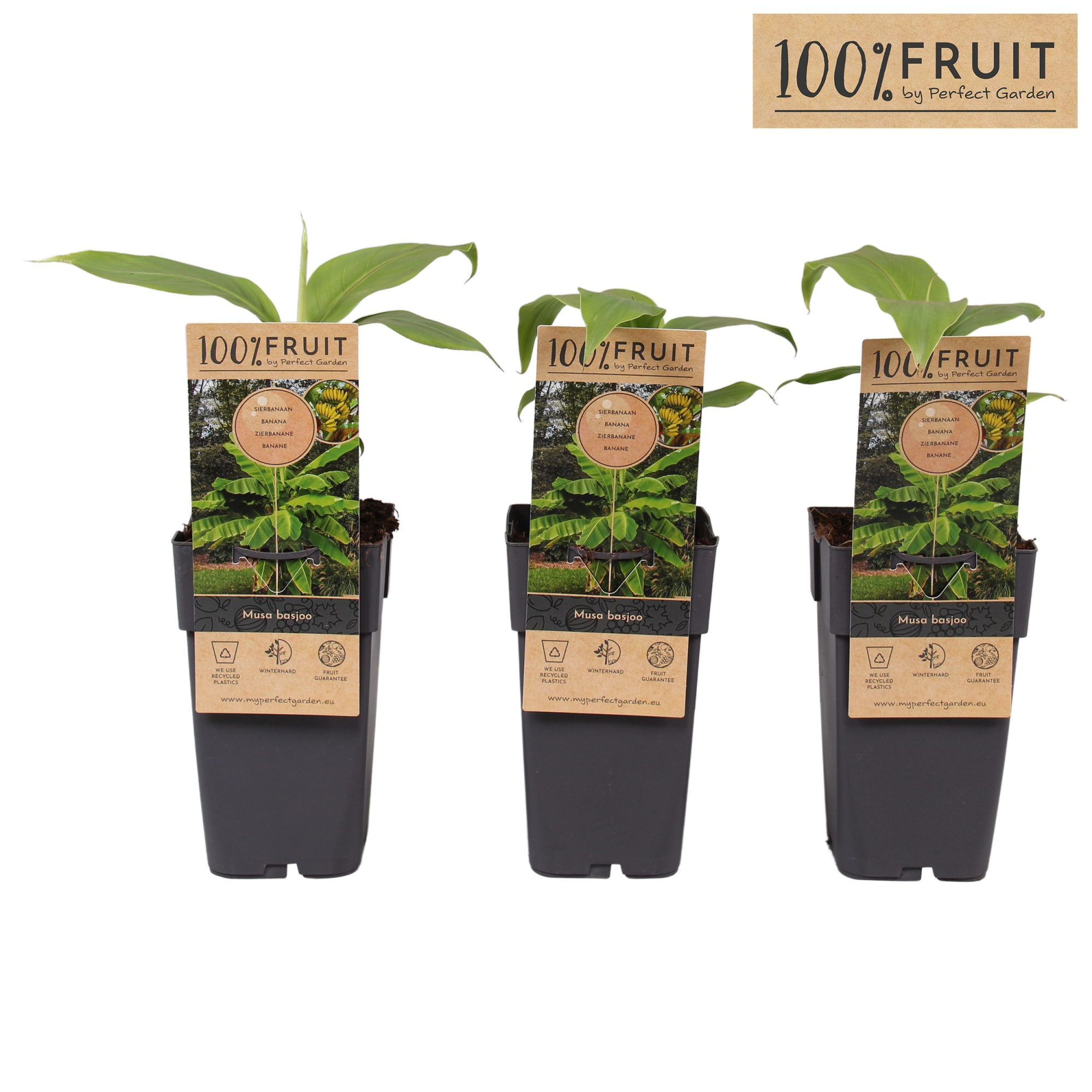 Musa Basjoo P15, D 15