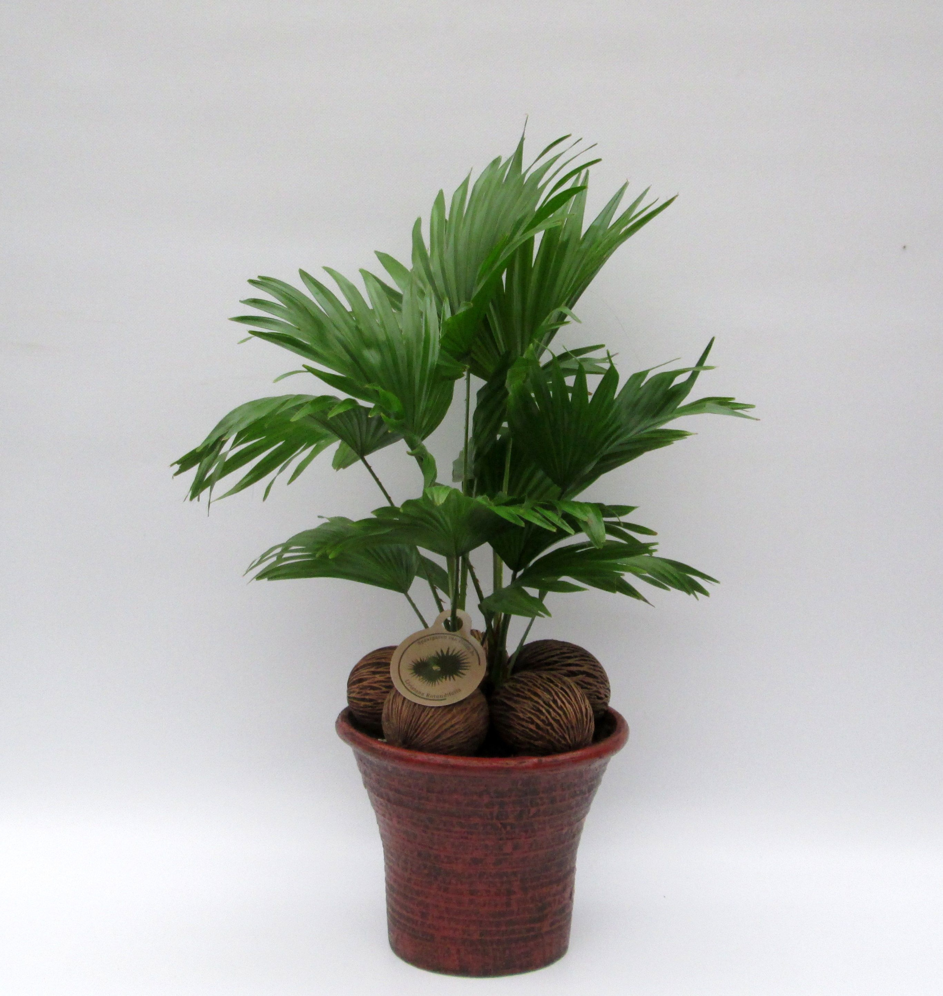 Livistona in hosta big bruin, D 23 cm