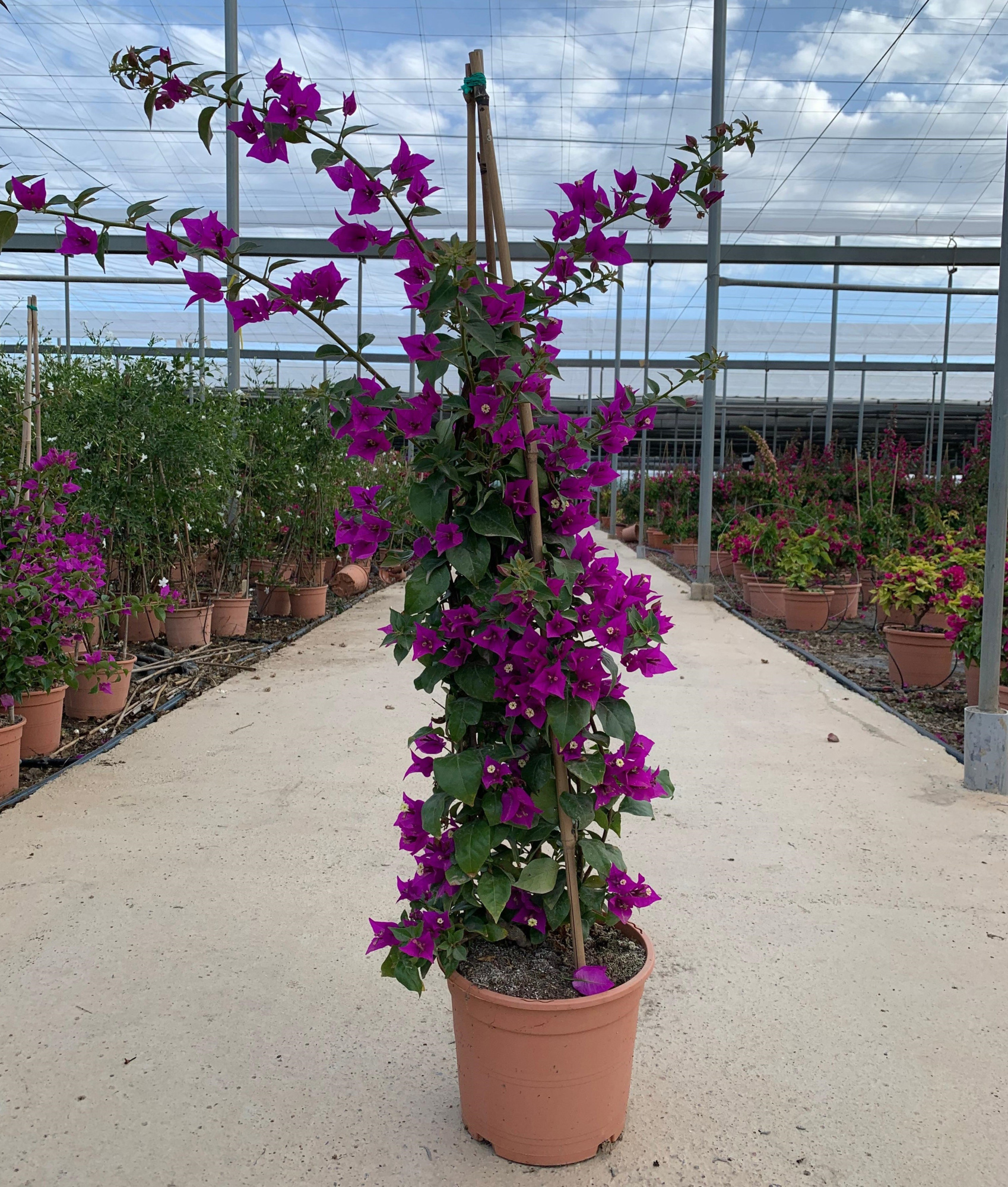 Bougainvillea alexandra pyramid C5L, D 20