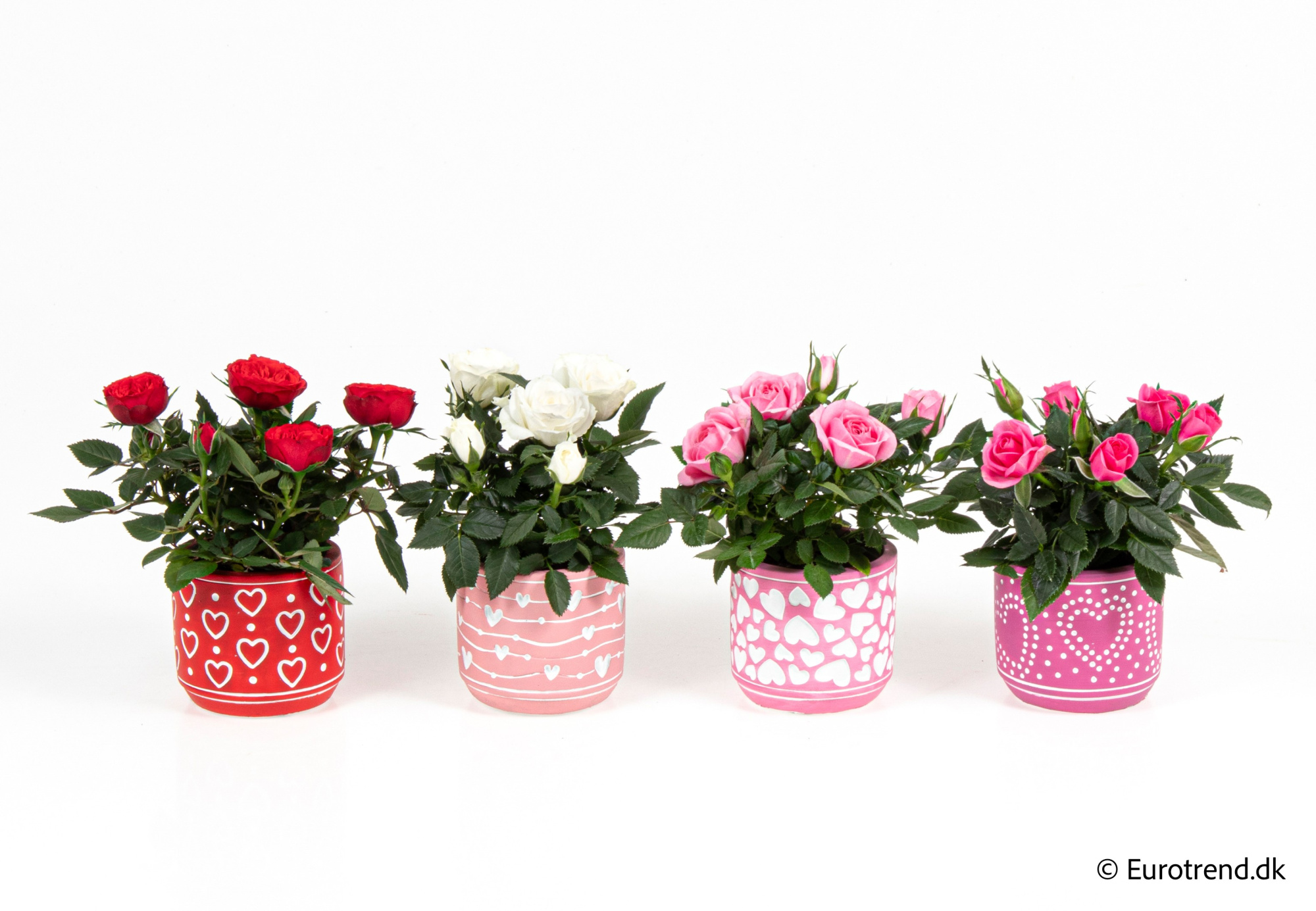 Roses in Valentine ceramic 2026, D 6