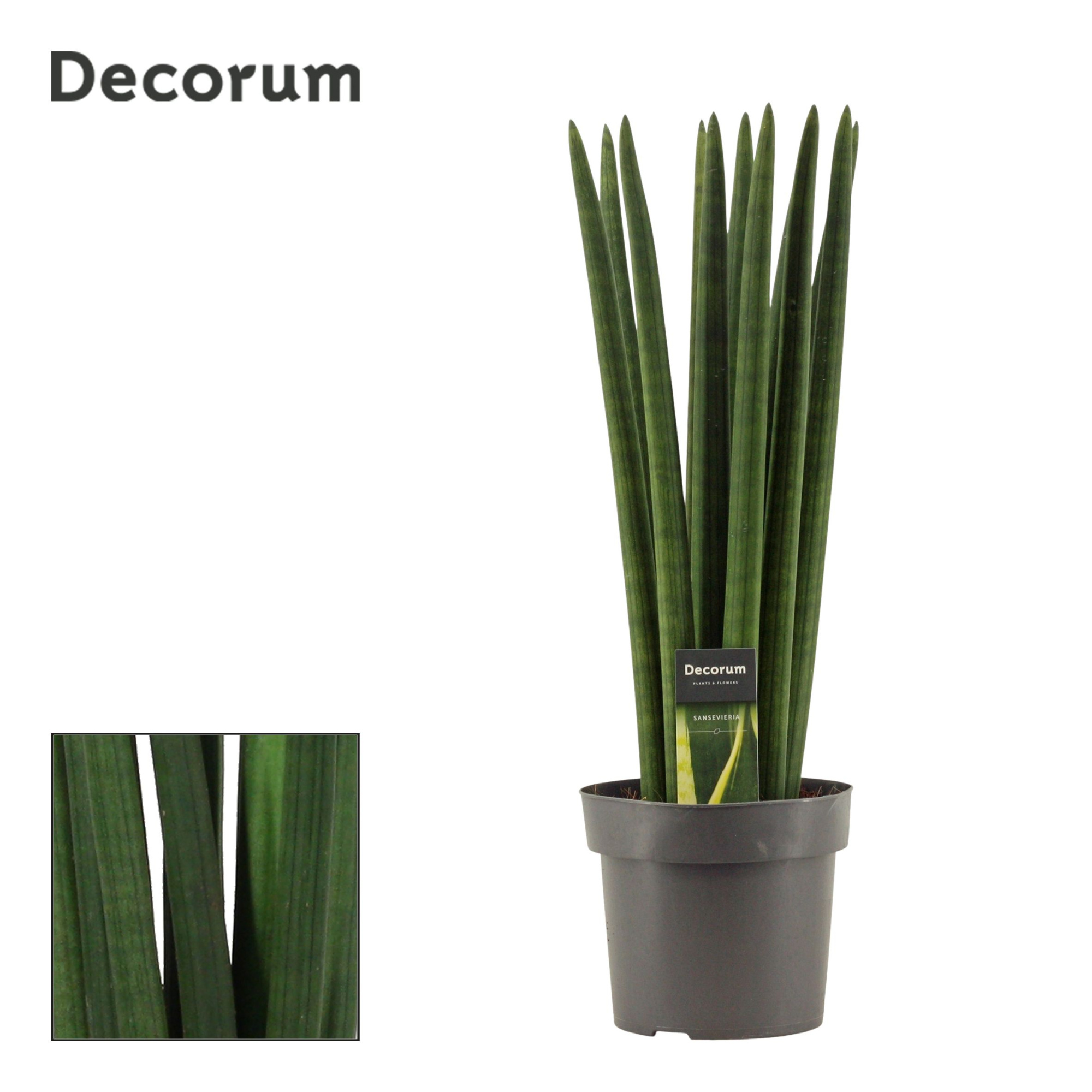 Sansevieria Cylindrica 17 cm Straight (Decorum), D 17 cm