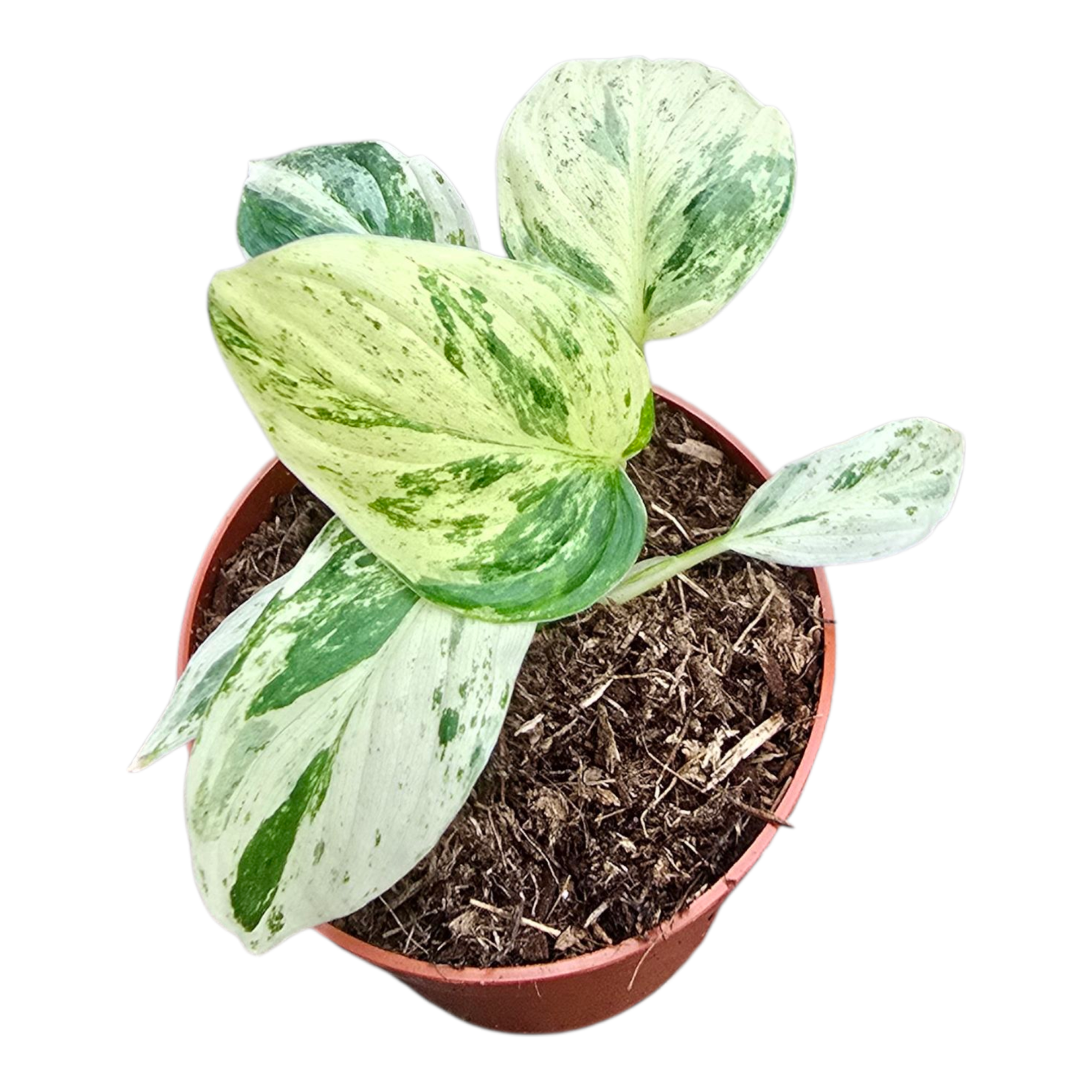 Homalomena Rubescens Variegata Mint, D 7 cm