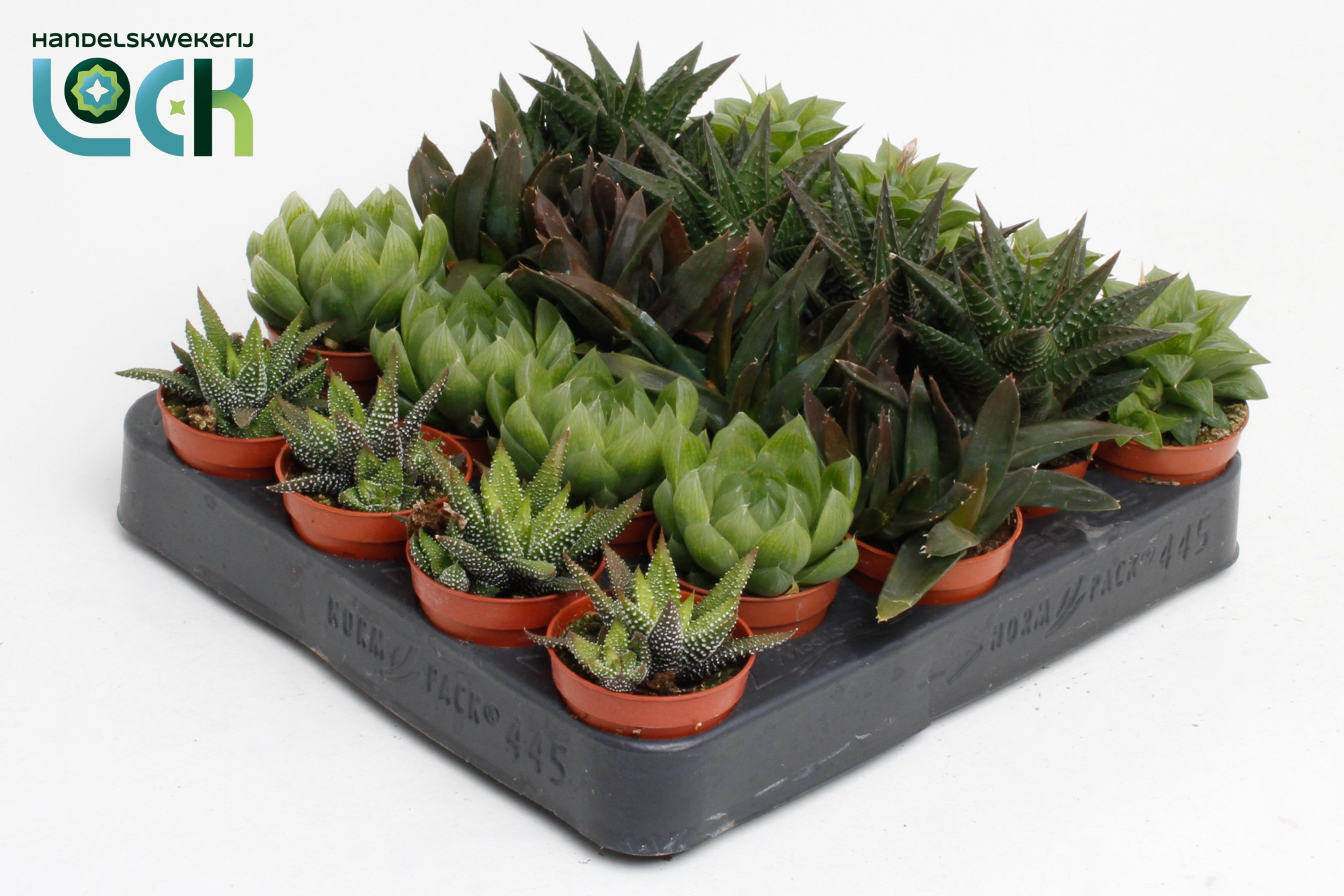 Haworthia Mix, D 5,5