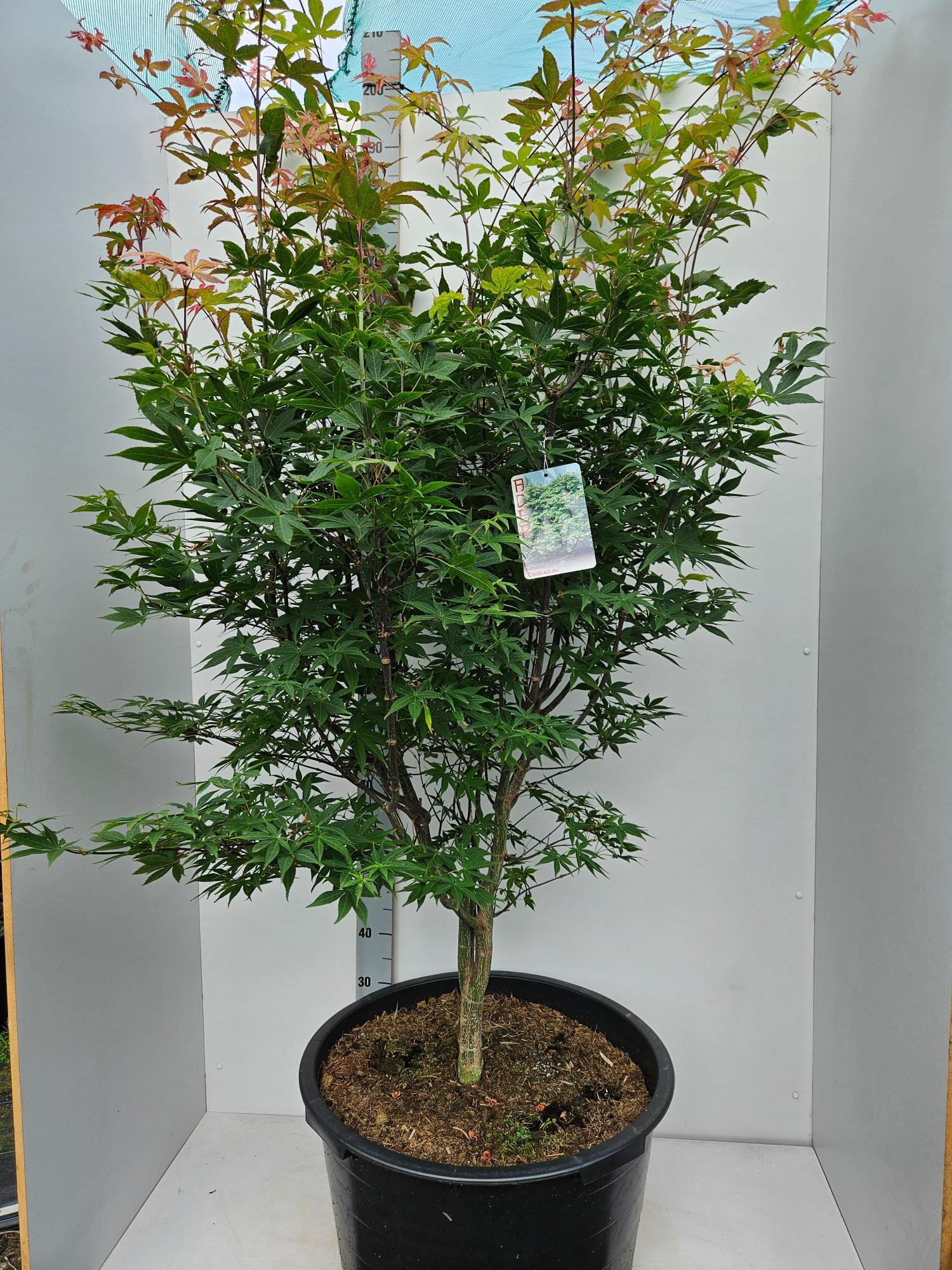 Acer palmatum 'Osakazuki', D 59 cm