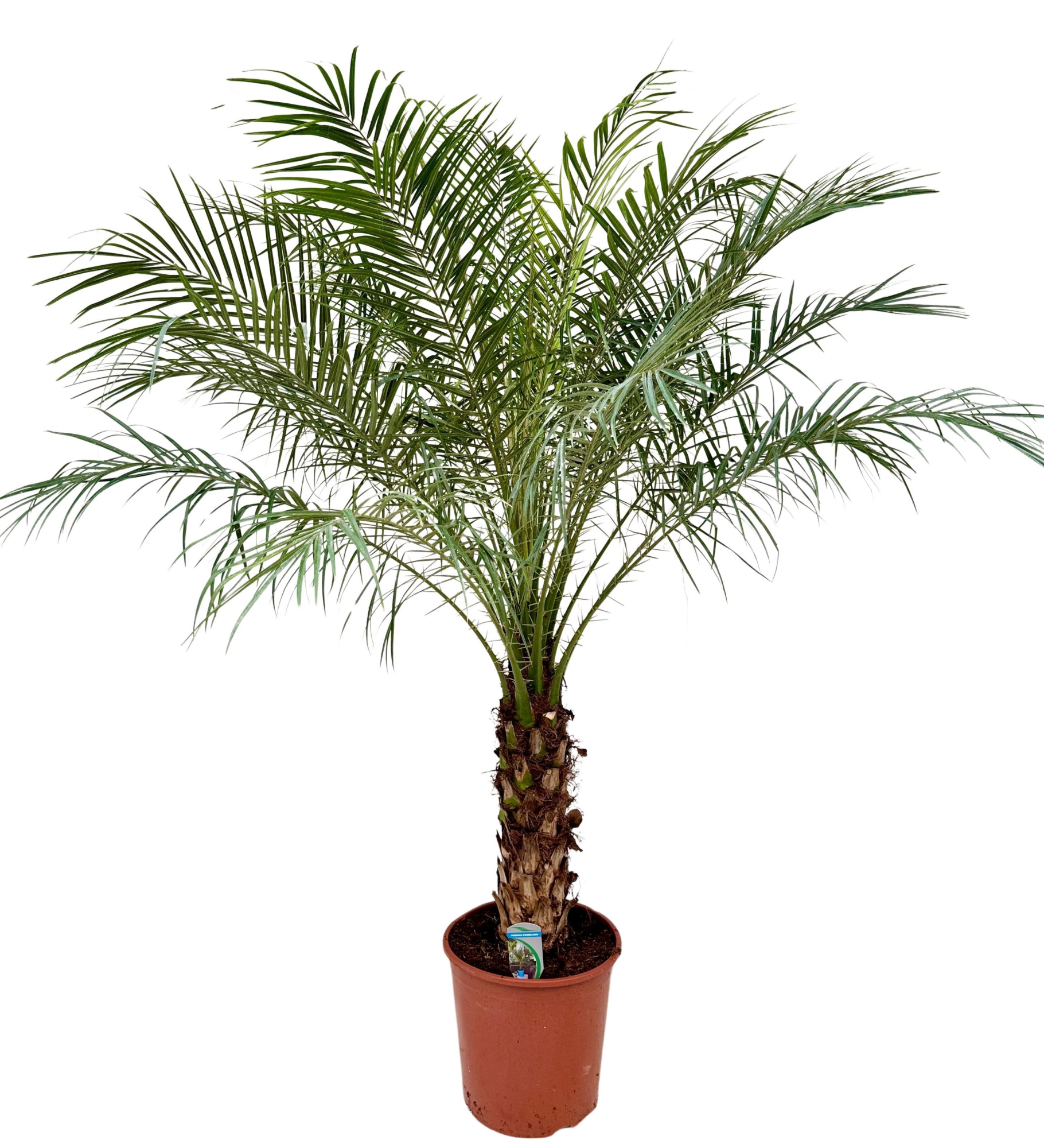 Phoenix roebelenii P30, D 30