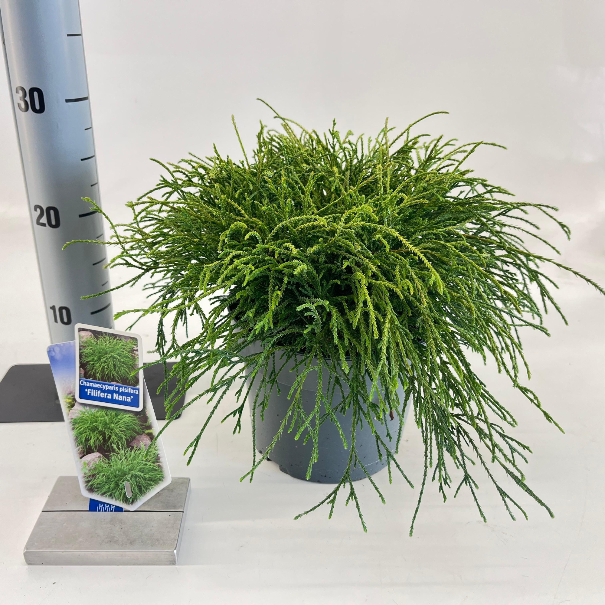 Chamaecyparis p. ‘Filifera Nana’, D 19 cm