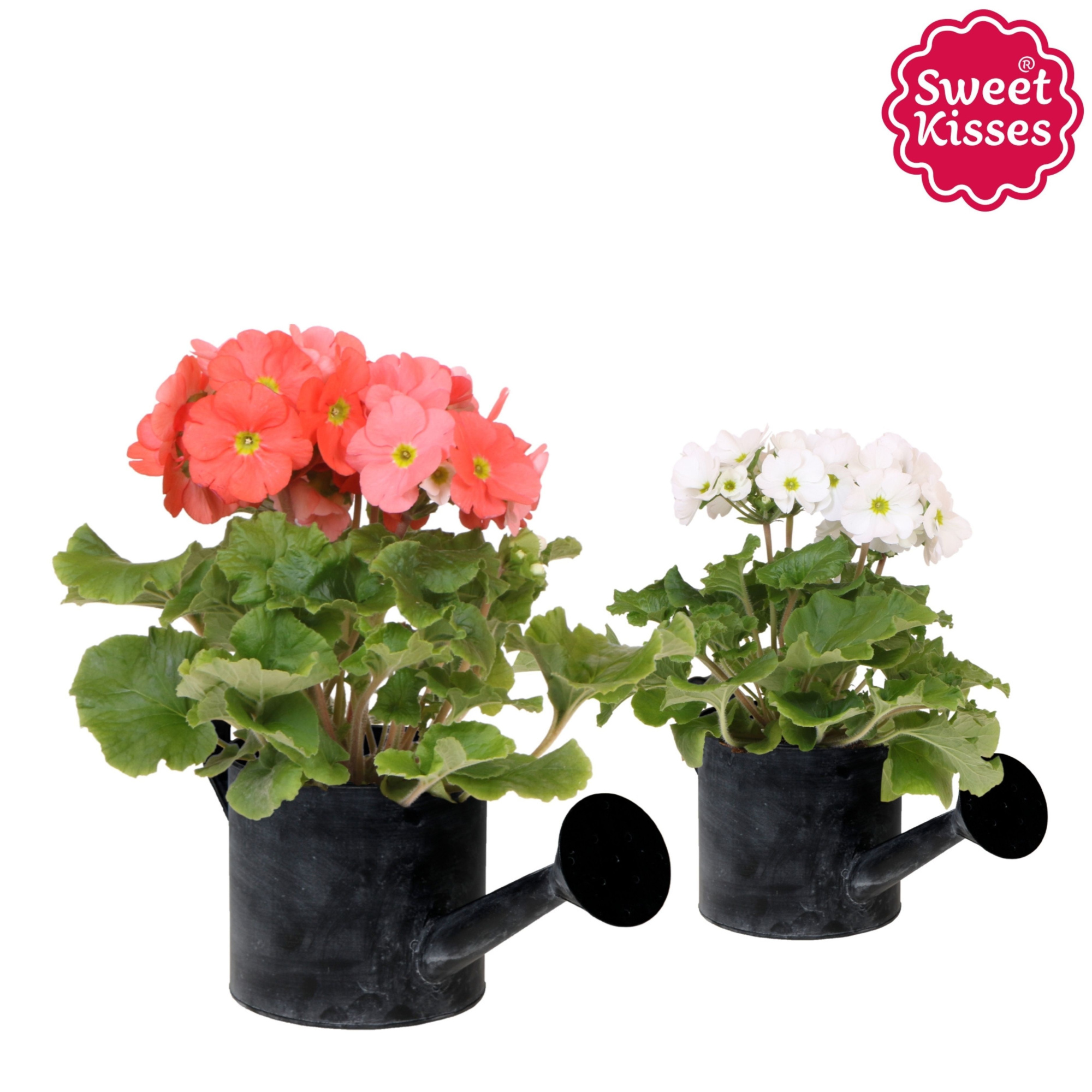 Primula Obconica Sweet Kisses mix in Watering Can pot, D 12