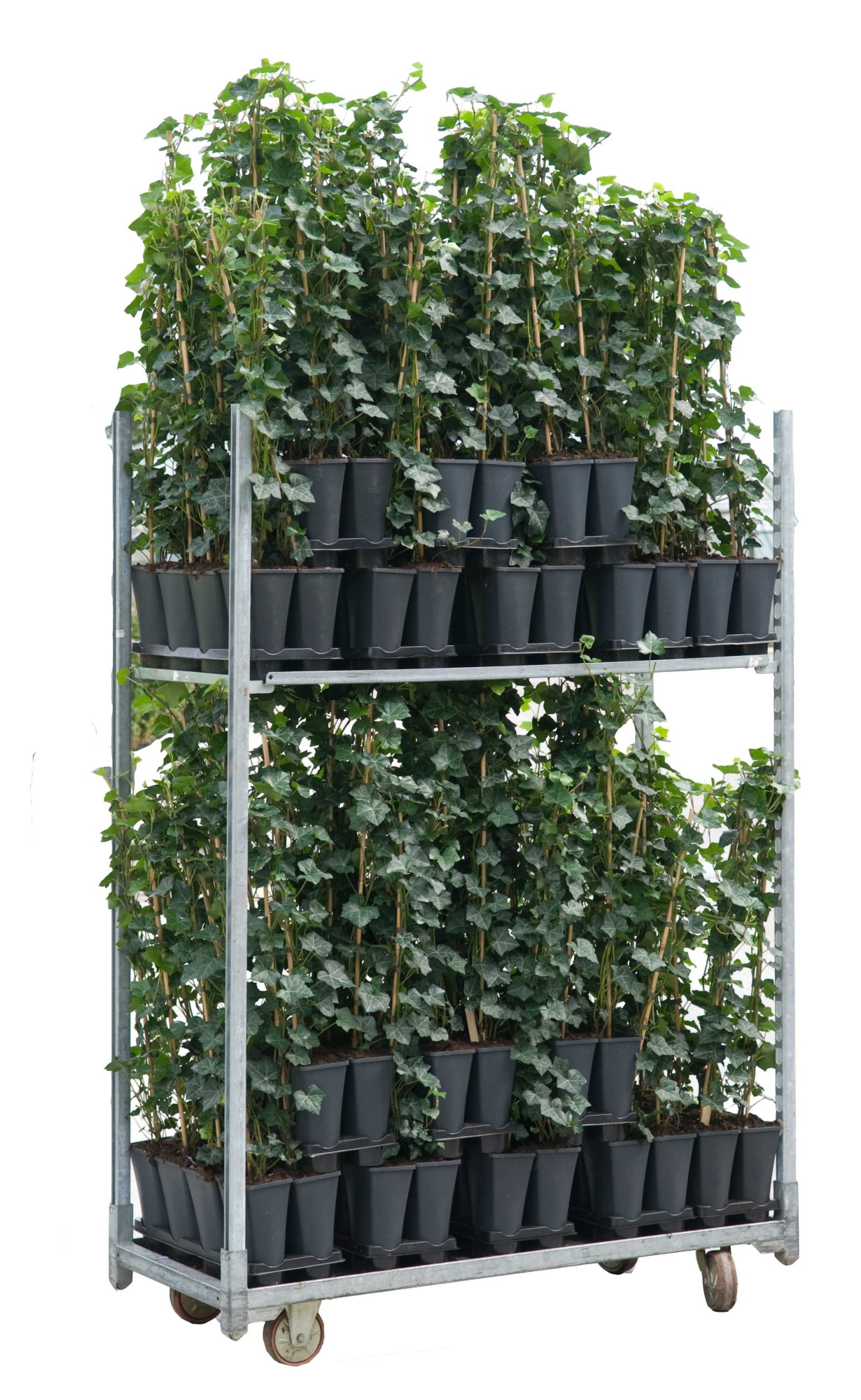 Hedera hibernica +3.0 label, D 17