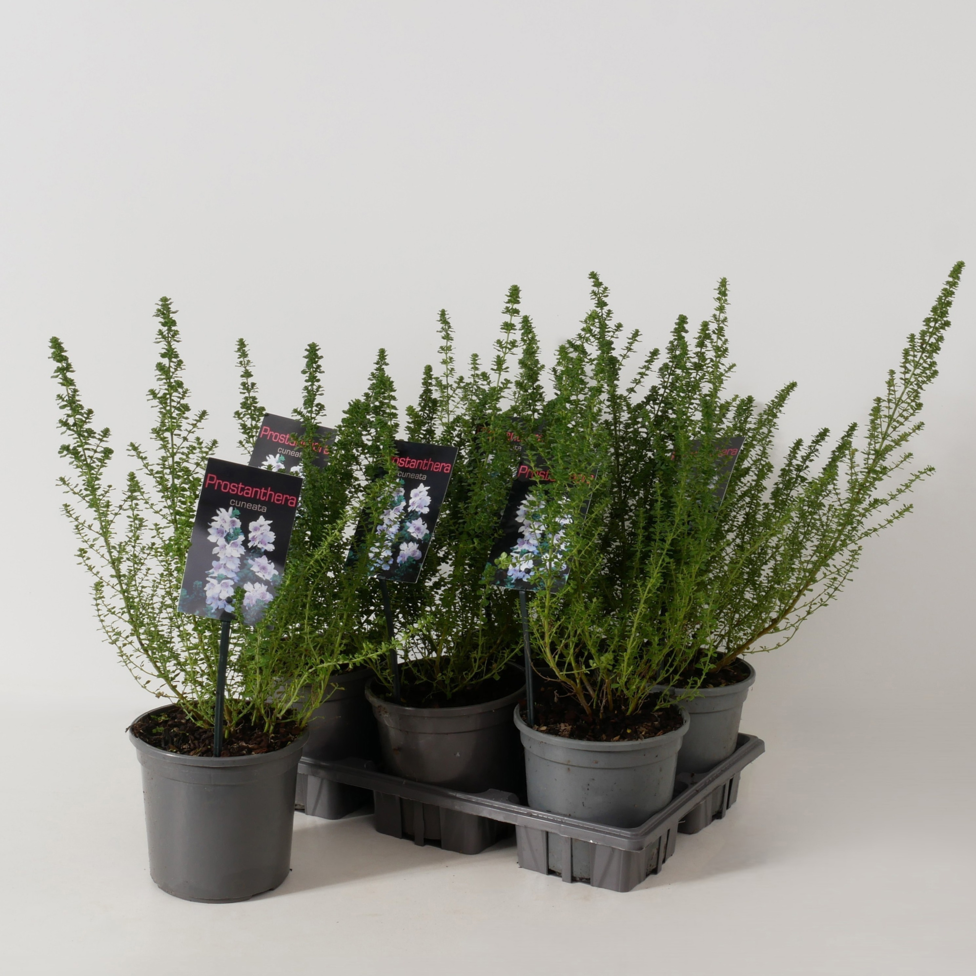 Prostanthera cuneata P15, D 15