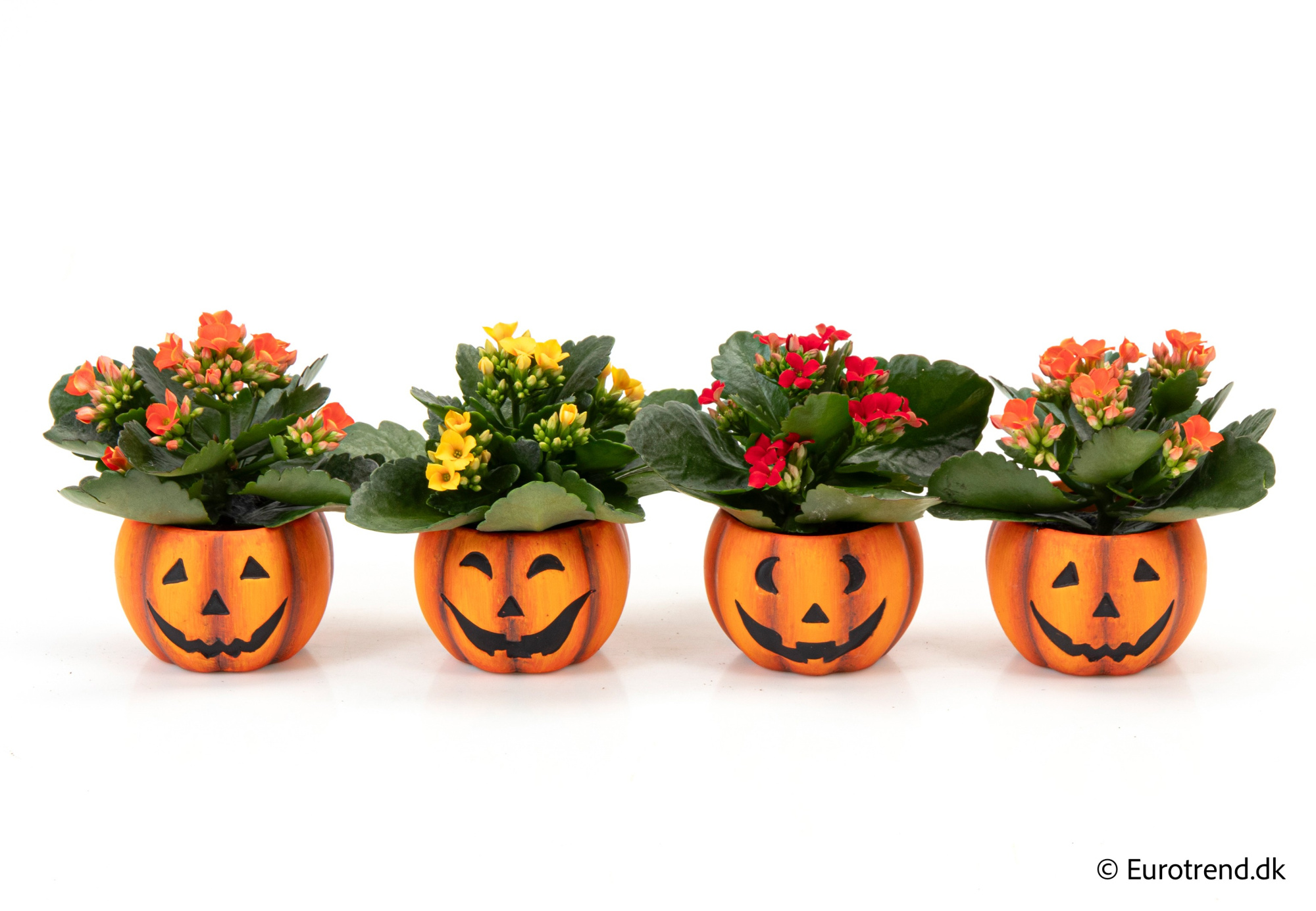 Kalanchoe in Halloween ceramic 2025, D 6 cm